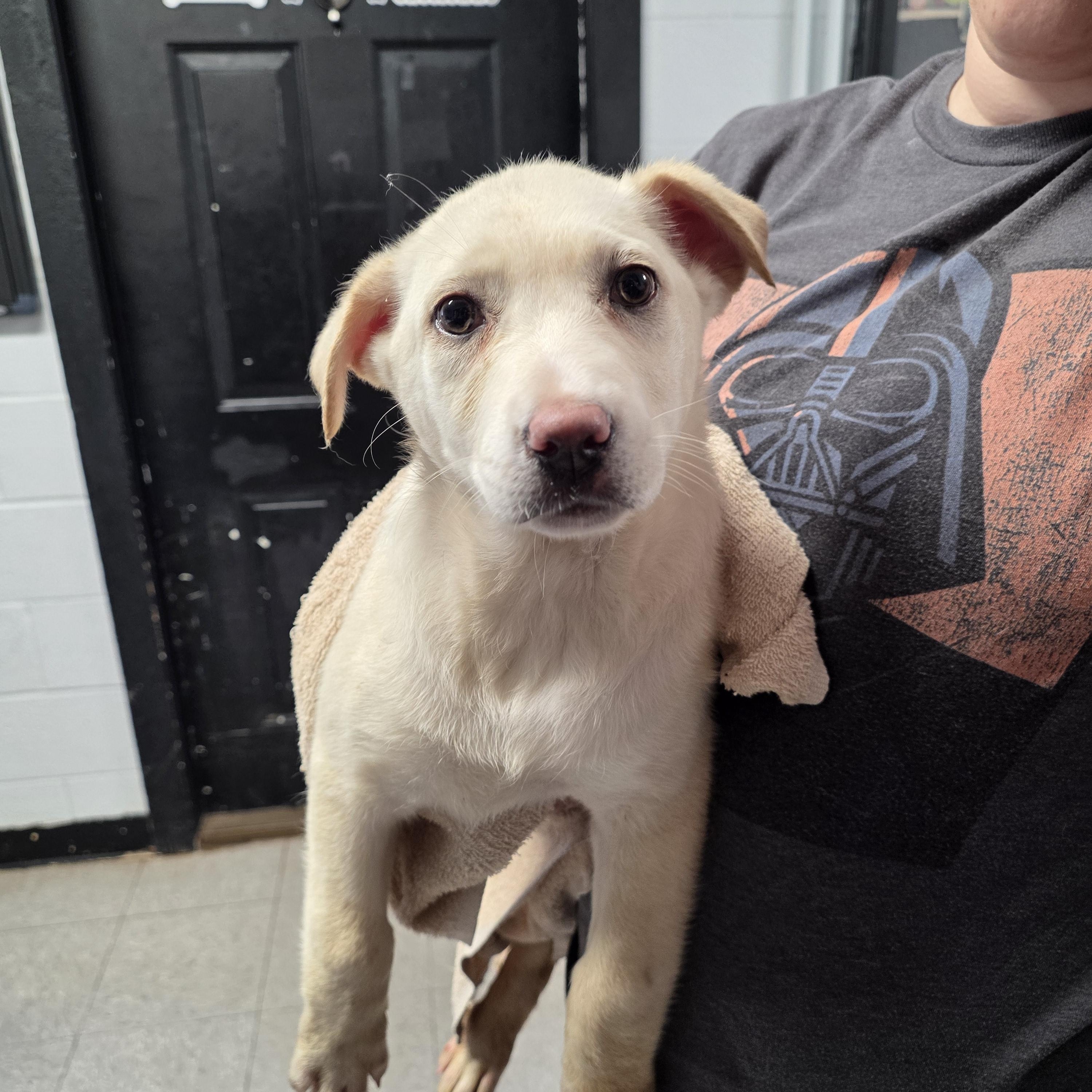 Joan, ADOPTABLE, Young Female Mixed Breed.