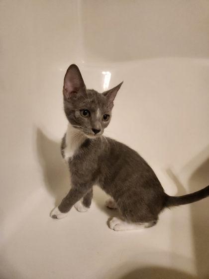 James Bond Louisville, Adoptable, Kitten Male Domestic Short Hair & Domestic Short Hair.