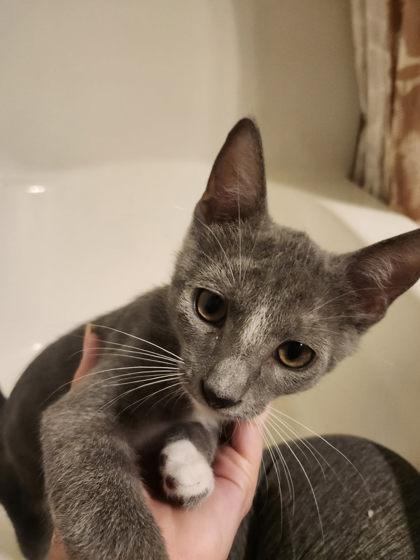 Enlarge James Bond Louisville, a Adoptable mixed breed in Savannah, GA image 2/3