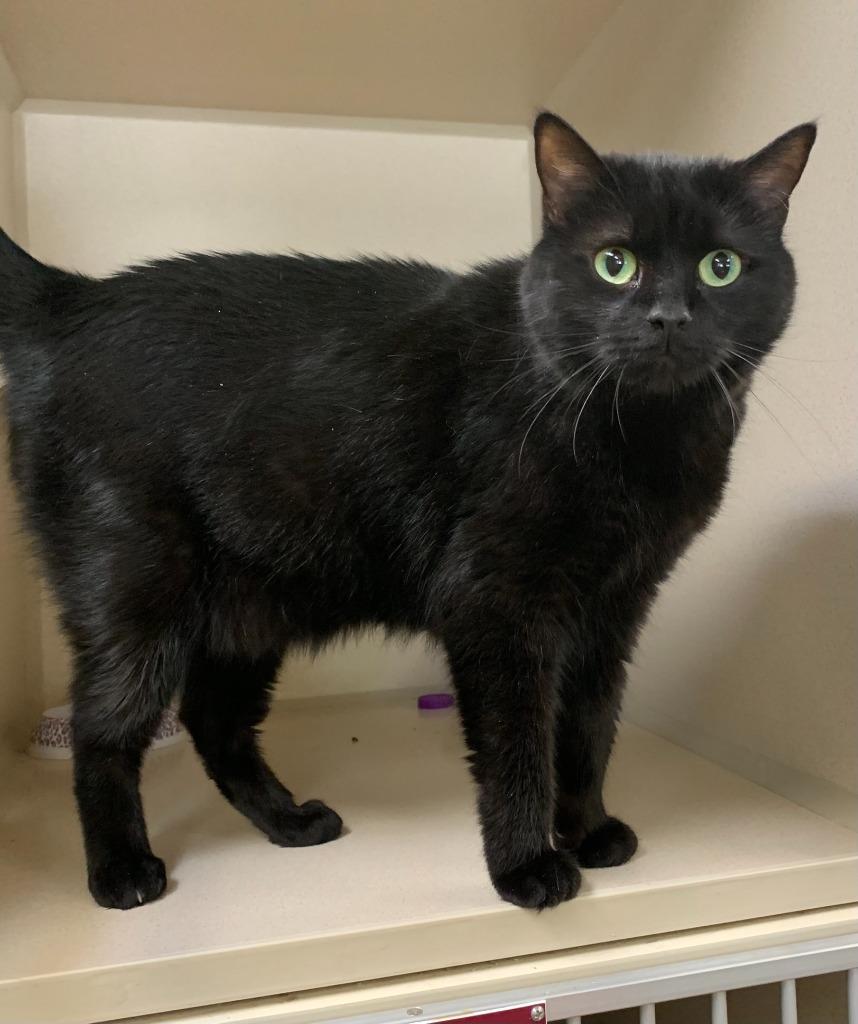 Enlarge Poppy, a Adoptable mixed breed in Thayne, WY image 2/4