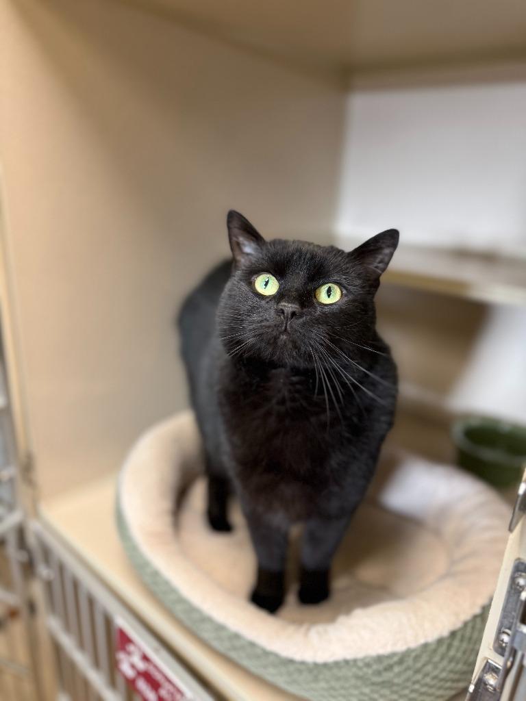 Enlarge Poppy, a Adoptable mixed breed in Thayne, WY image 3/4
