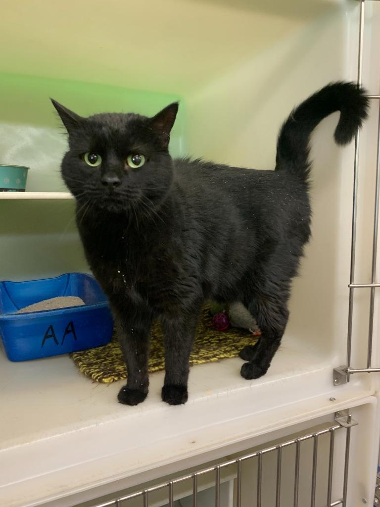 Enlarge Poppy, a Adoptable mixed breed in Thayne, WY image 4/4