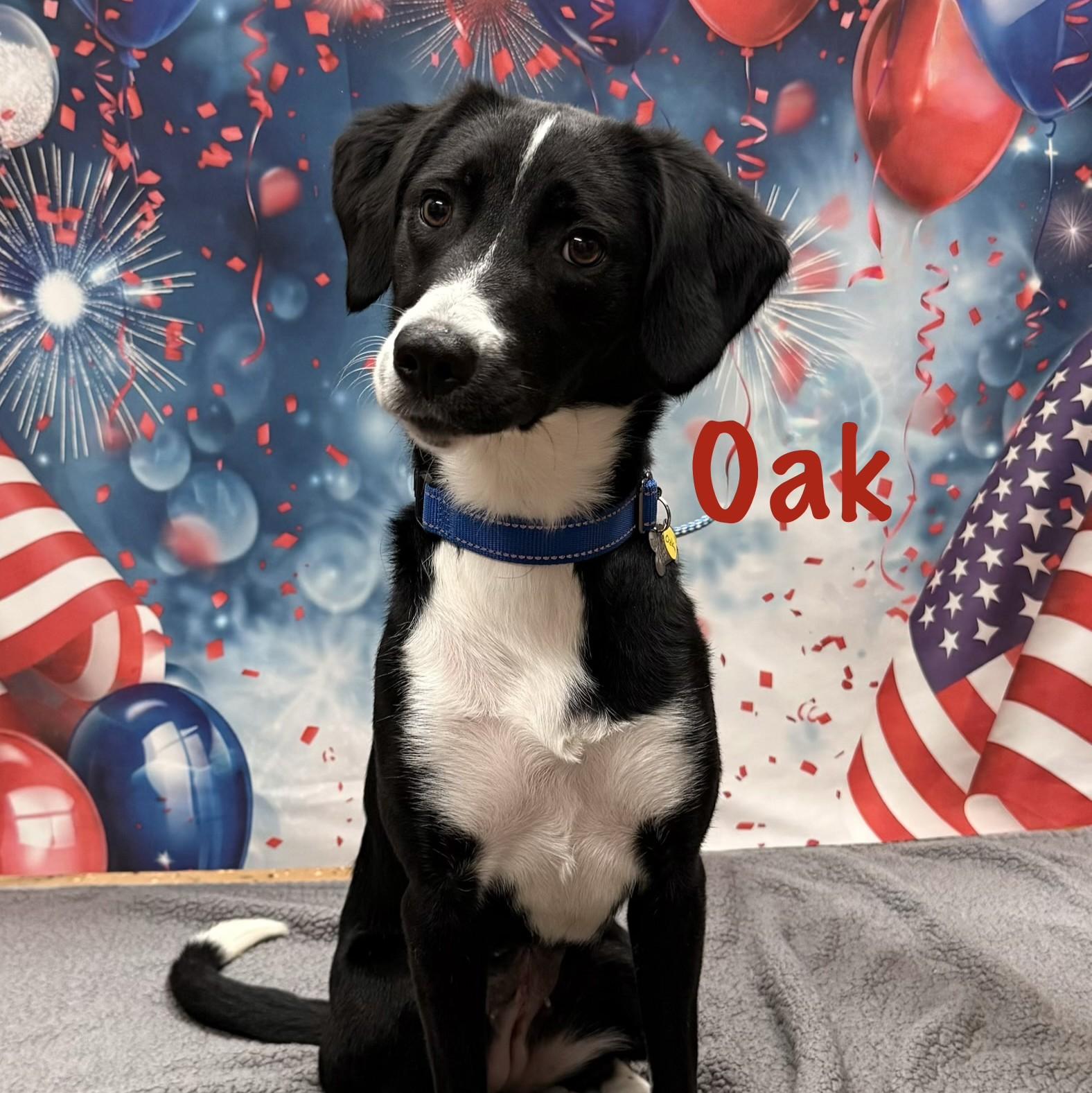 Enlarge Oak, an adopted mixed breed in Albany, NY image 6/6