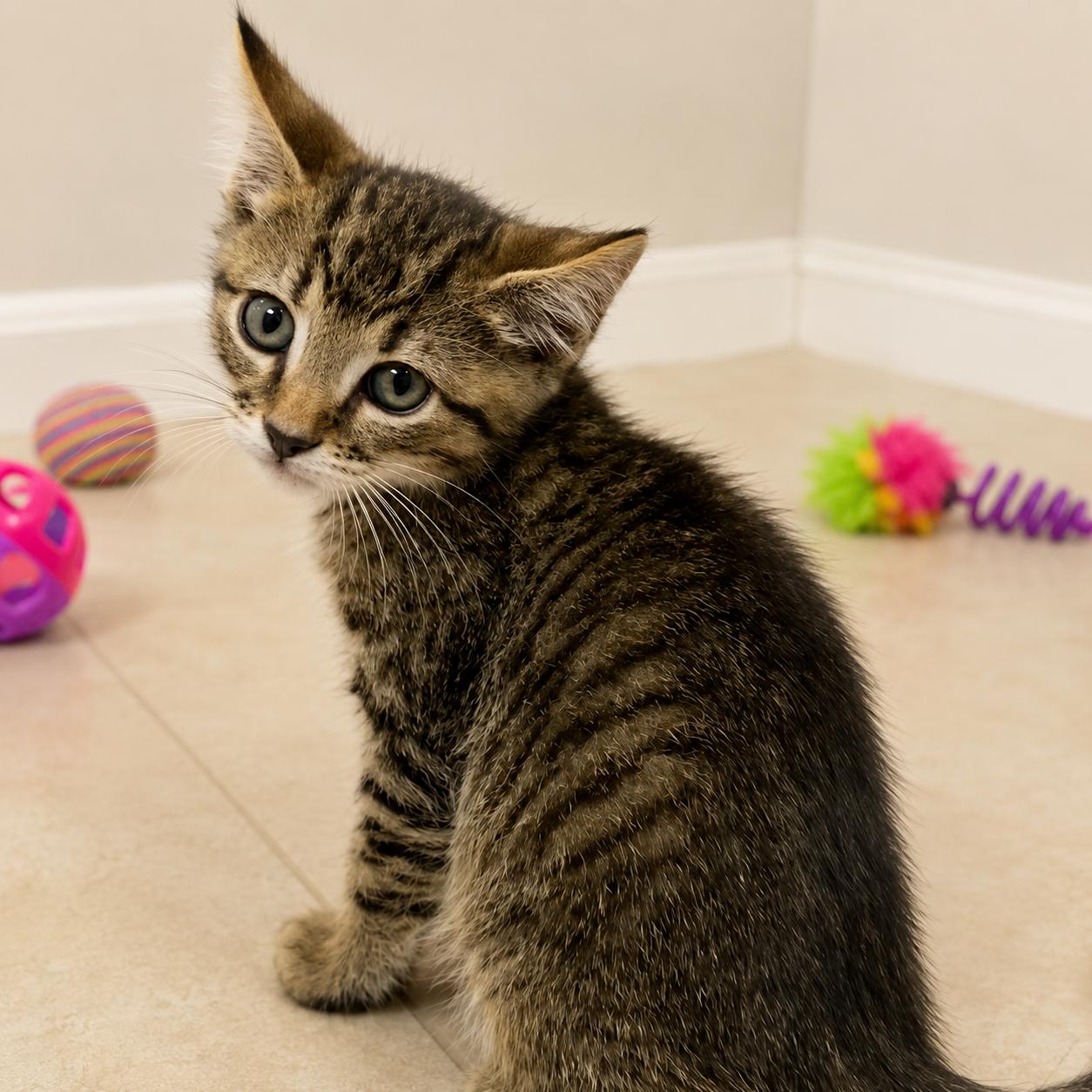 Quill, a Adoptable mixed breed in Hillsboro, TX image 3/3