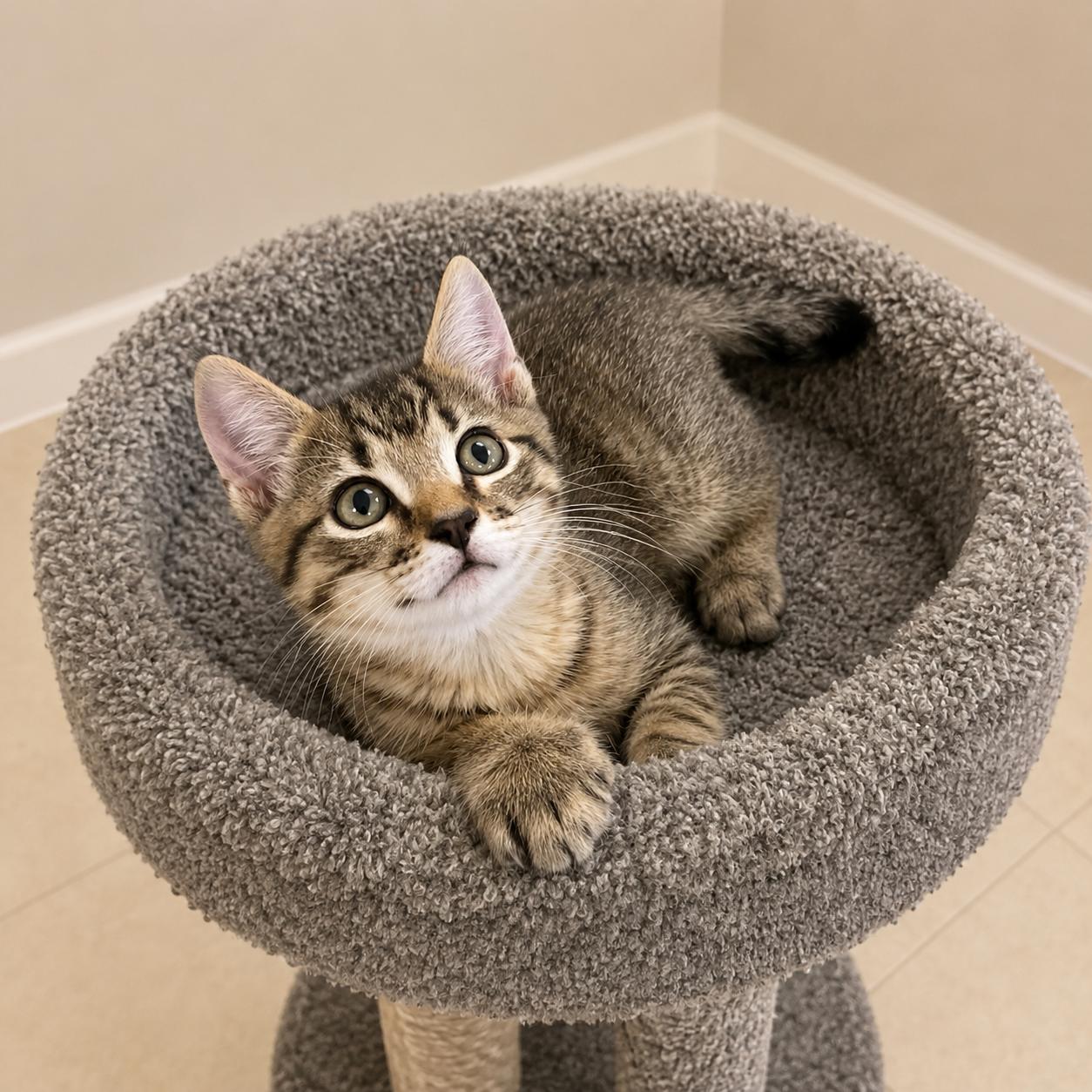 Quill, Adoptable, Kitten Male Tabby & Domestic Short Hair.
