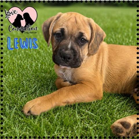 Lewis, adopted, Puppy Male Pug & Pit Bull Terrier.