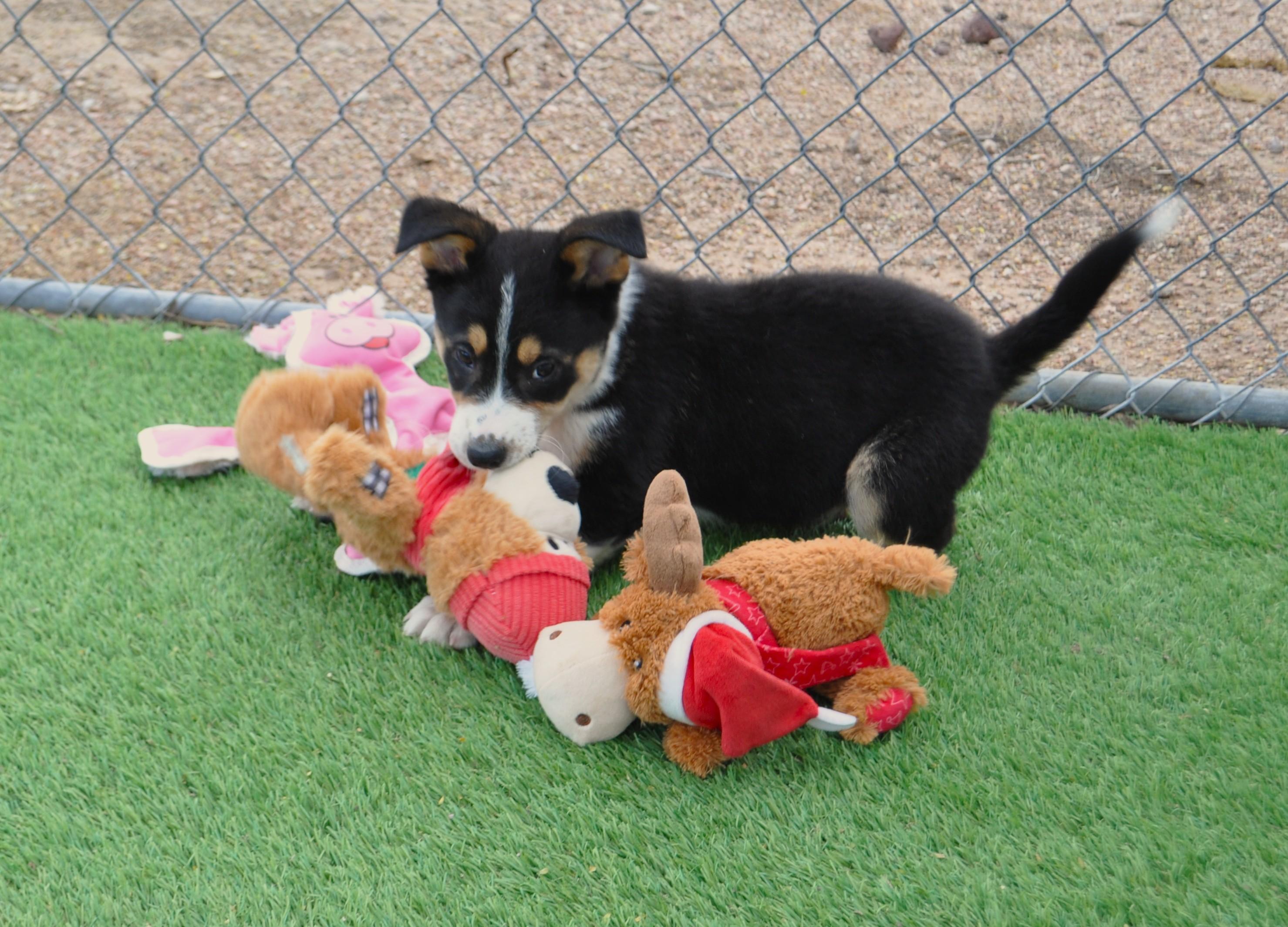 Enlarge Orion, a ADOPTABLE mixed breed in Apache Junction, AZ image 2/3