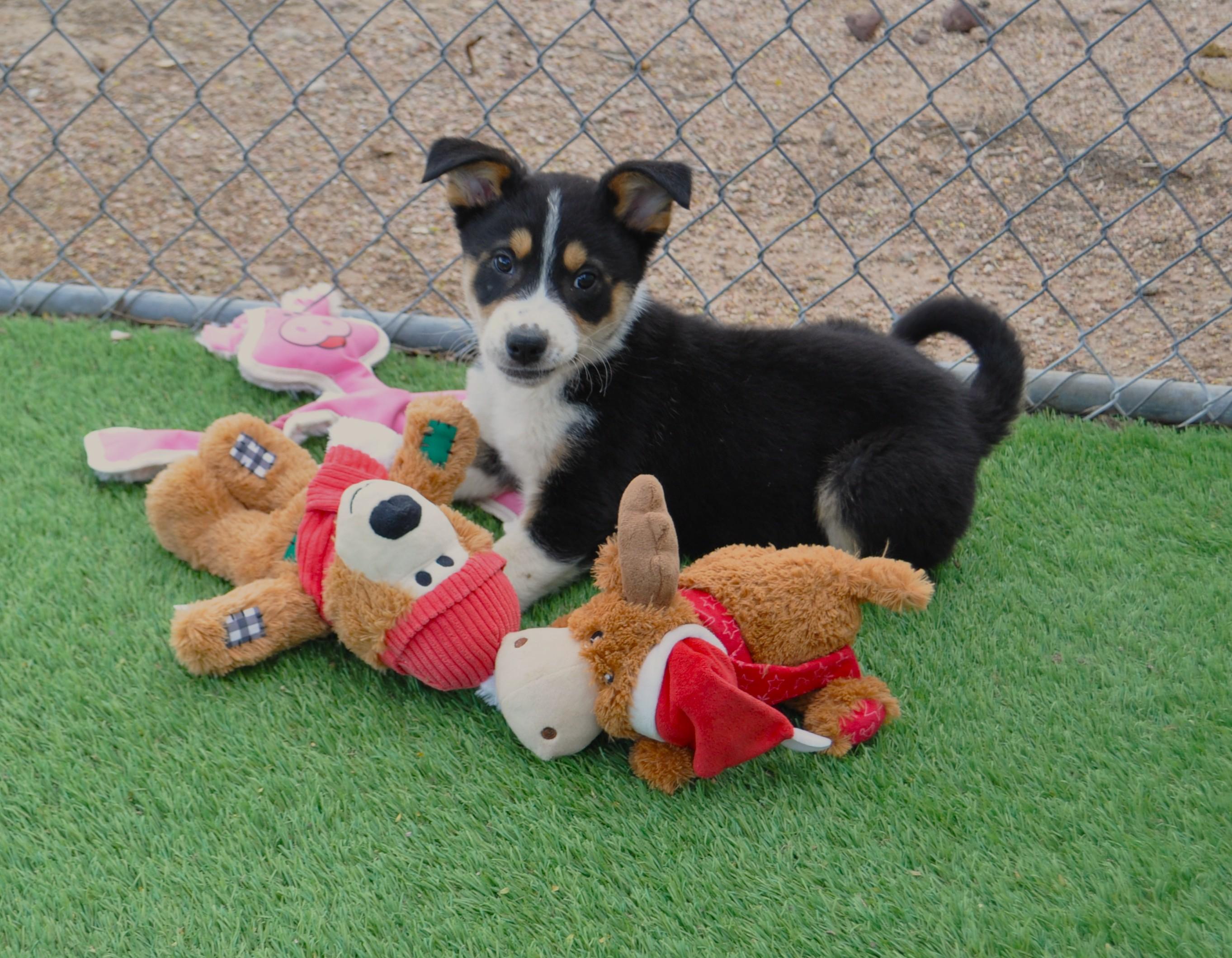 Enlarge Orion, a ADOPTABLE mixed breed in Apache Junction, AZ image 1/3