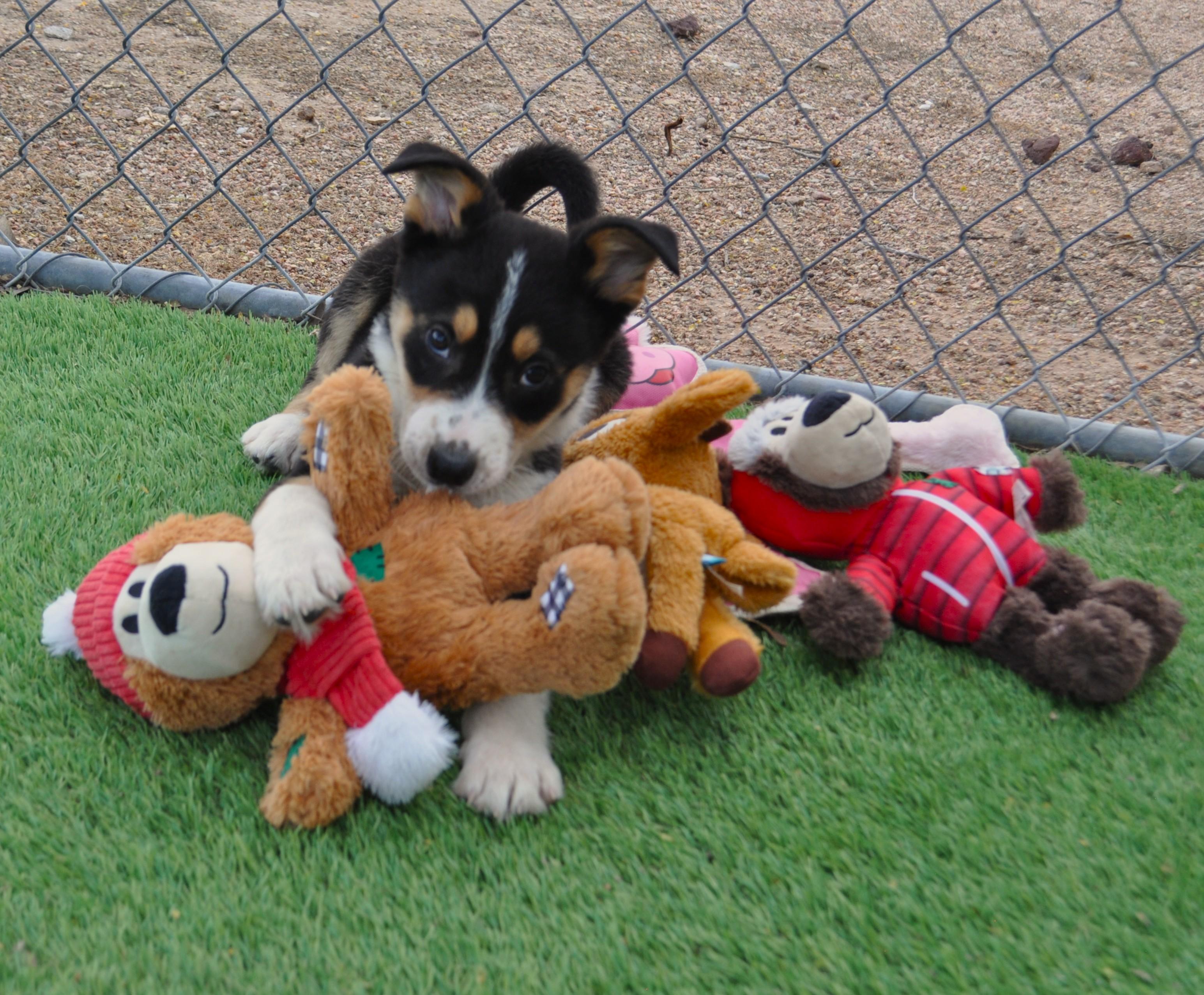 Enlarge Orion, a ADOPTABLE mixed breed in Apache Junction, AZ image 3/3