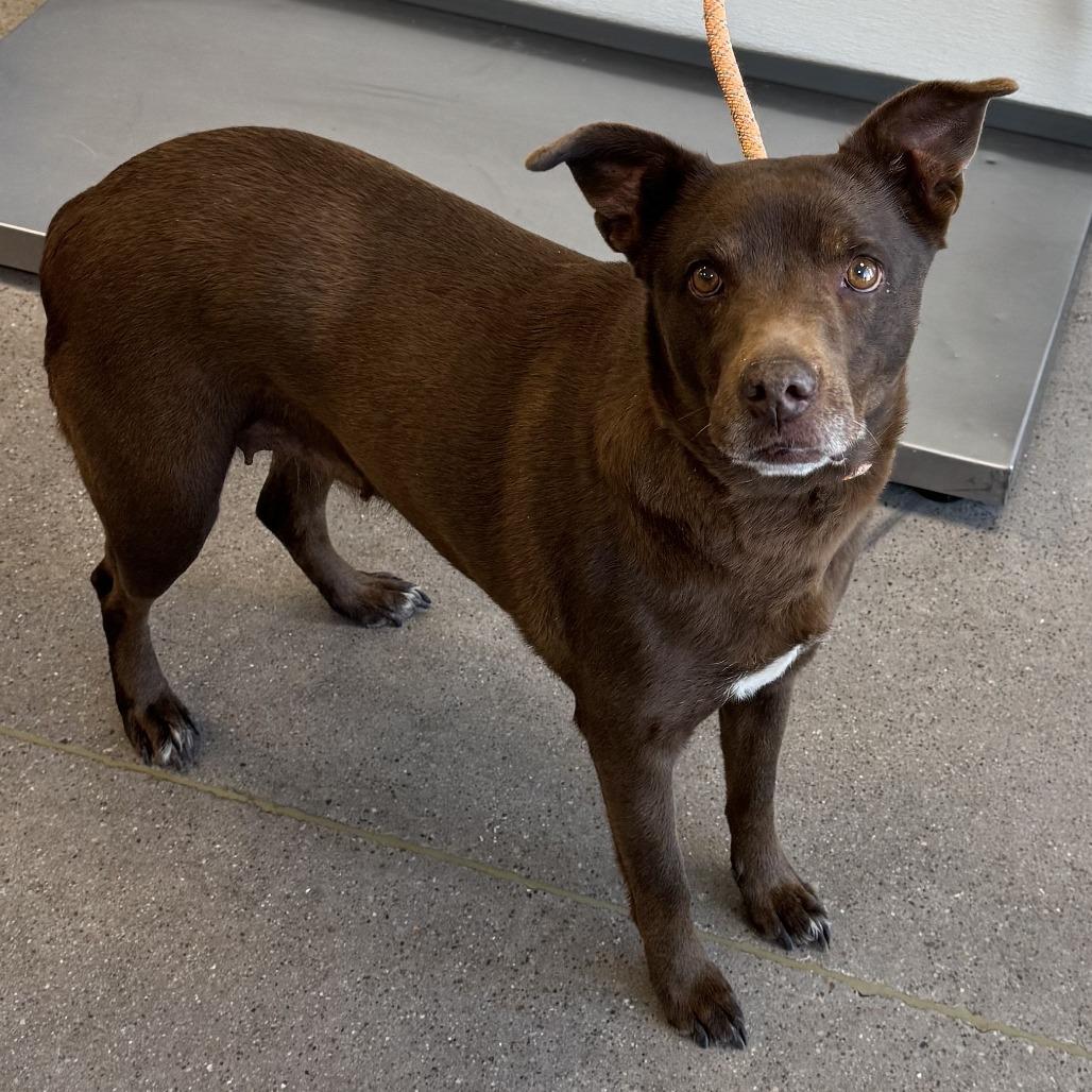 Enlarge Layla, a Adoptable Mixed Breed in Las Cruces, NM image 1/6