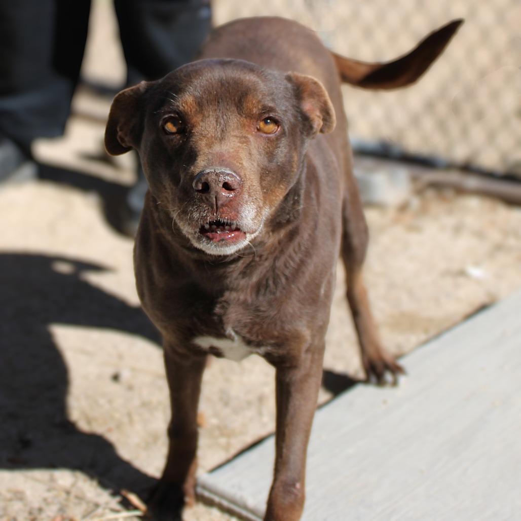 Enlarge Layla, a Adoptable Mixed Breed in Las Cruces, NM image 2/6