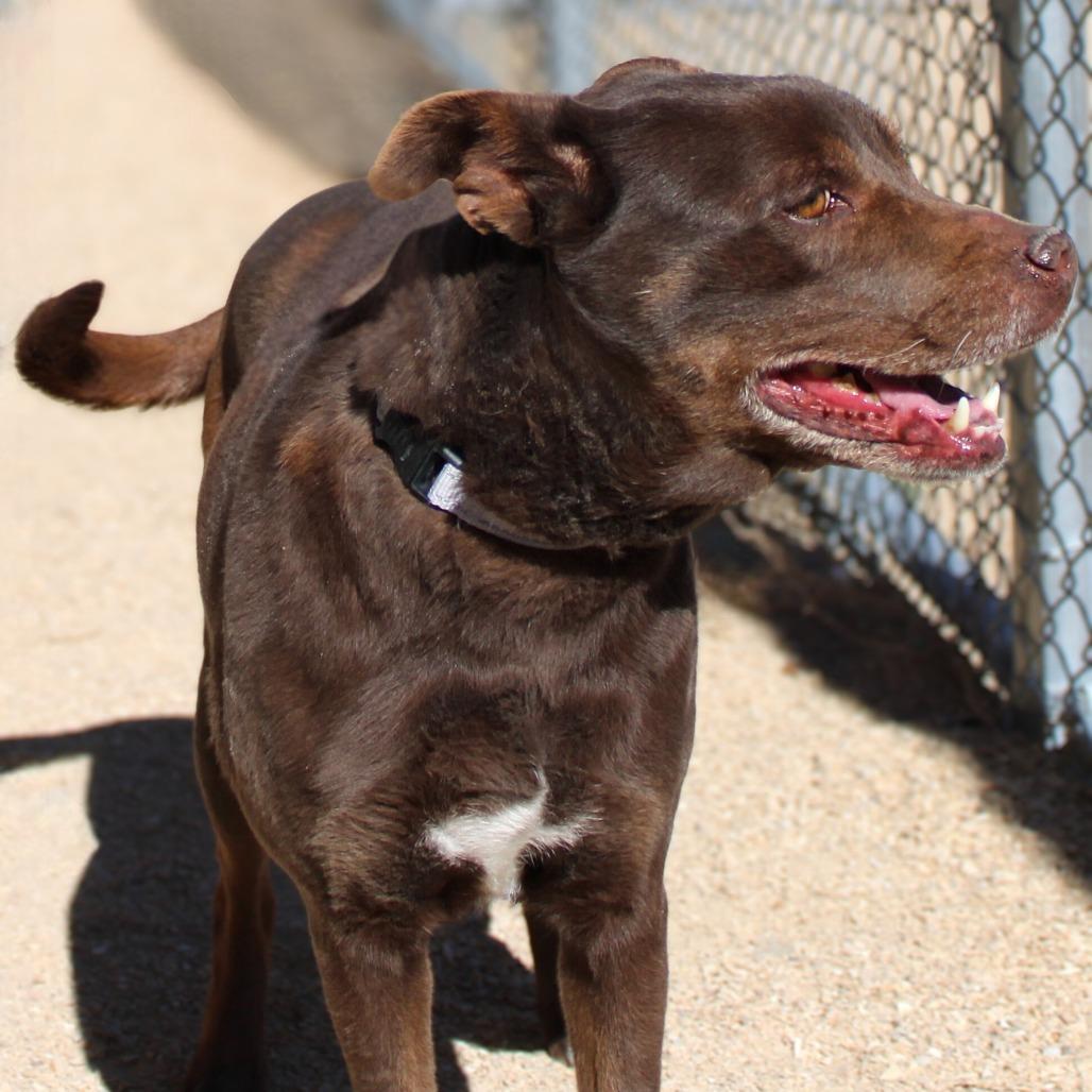 Enlarge Layla, a Adoptable Mixed Breed in Las Cruces, NM image 3/6
