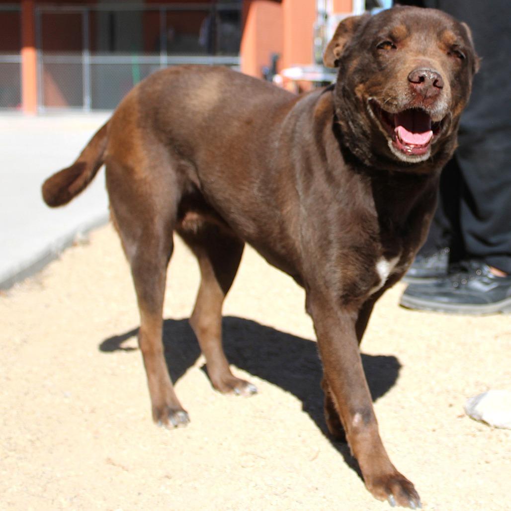 Enlarge Layla, a Adoptable Mixed Breed in Las Cruces, NM image 4/6