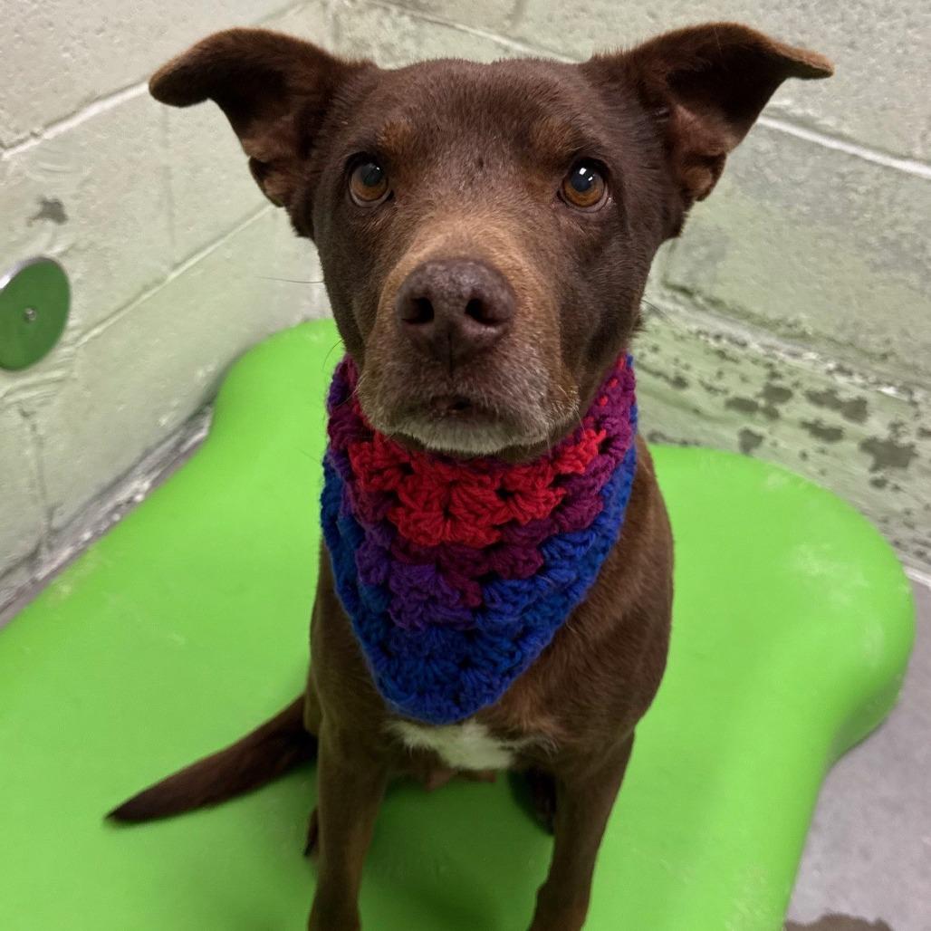 Enlarge Layla, a Adoptable Mixed Breed in Las Cruces, NM image 5/6