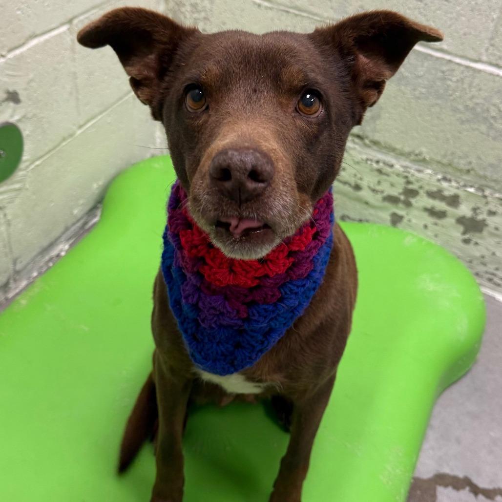 Enlarge Layla, a Adoptable Mixed Breed in Las Cruces, NM image 6/6