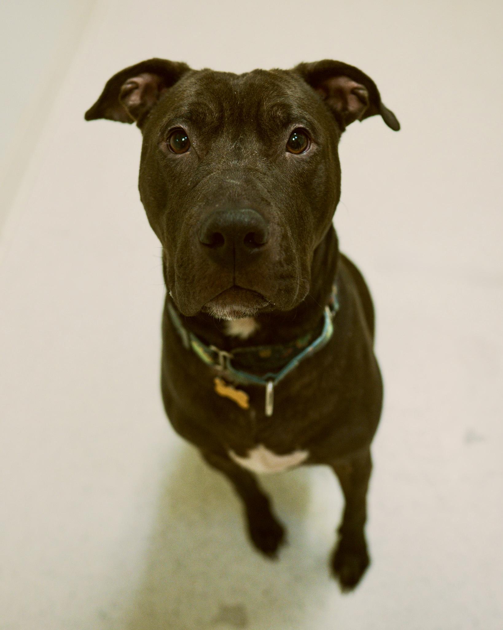 Ink, a ADOPTABLE mixed breed in Cincinnati, OH image 1/3