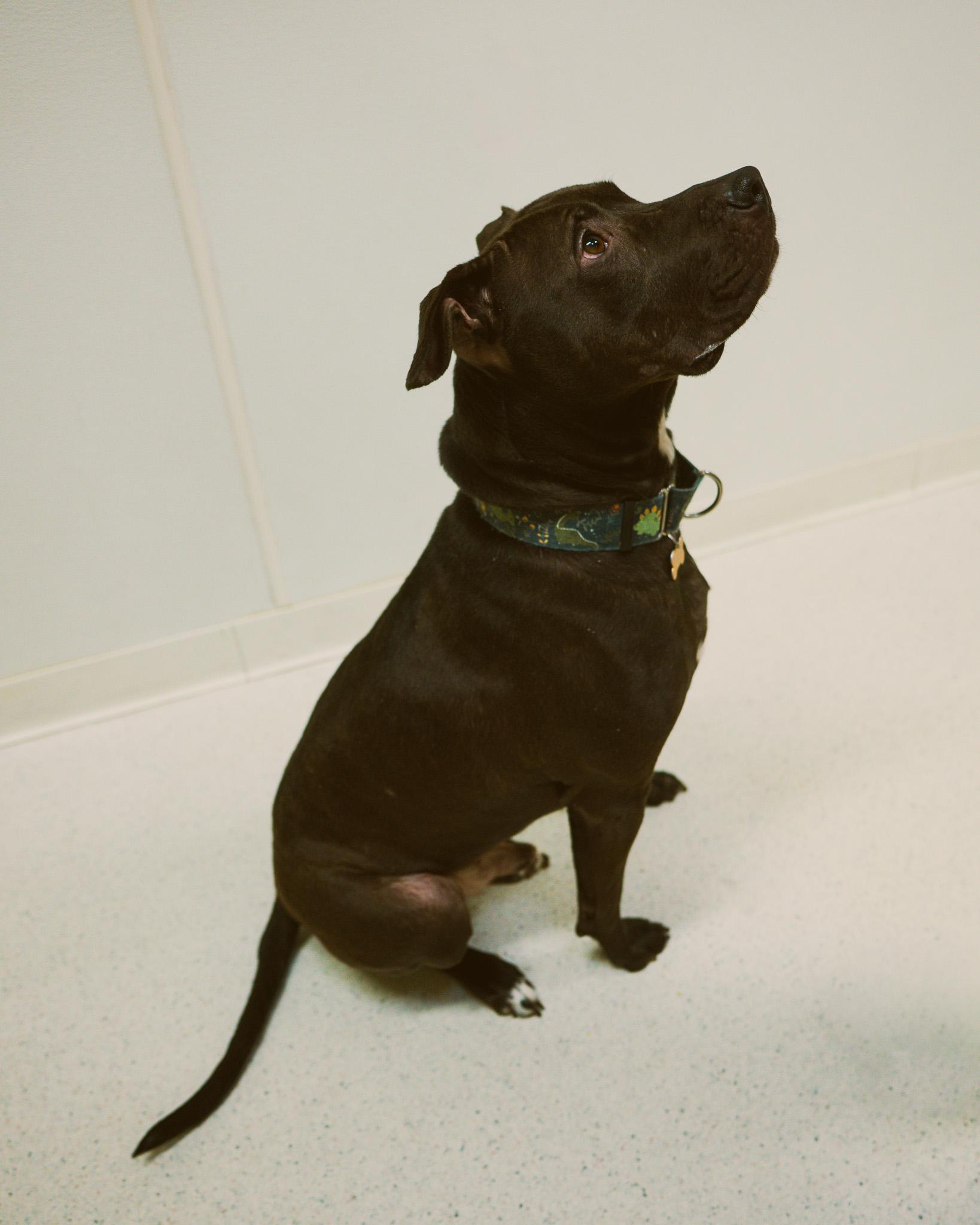 Ink, a ADOPTABLE mixed breed in Cincinnati, OH image 2/3