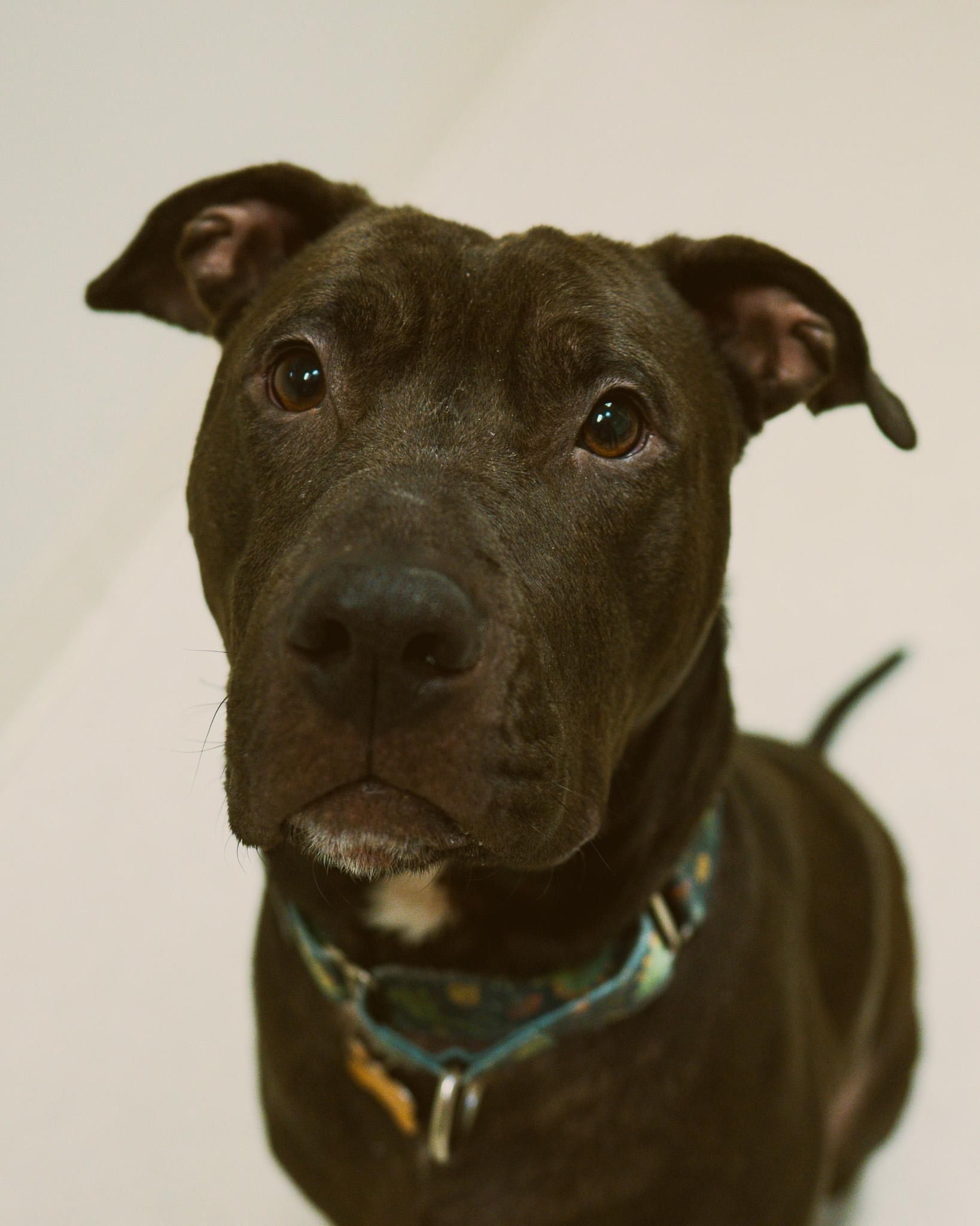 Ink, a ADOPTABLE mixed breed in Cincinnati, OH image 3/3