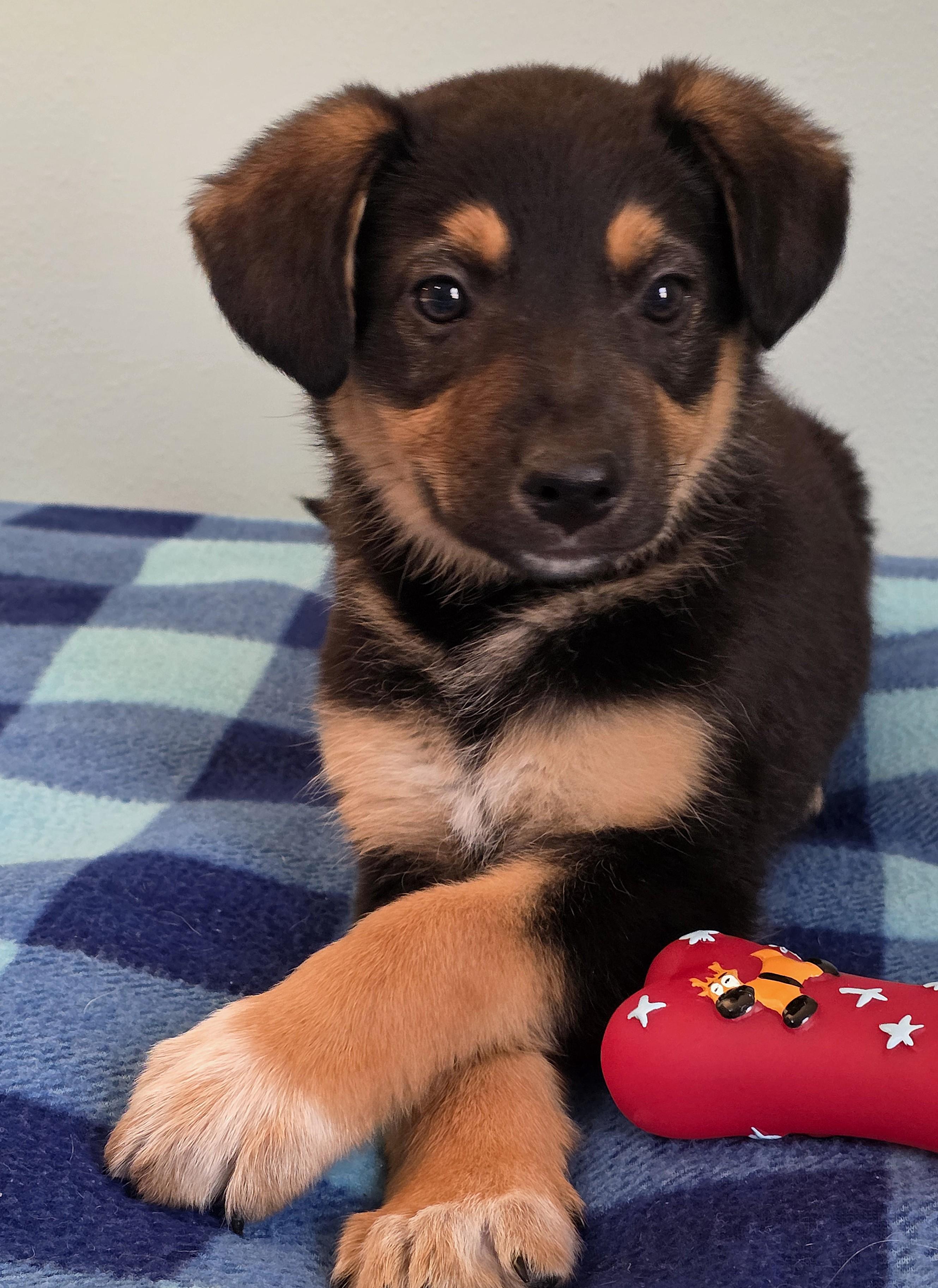 Howard, ADOPTABLE, Puppy Male Australian Shepherd.