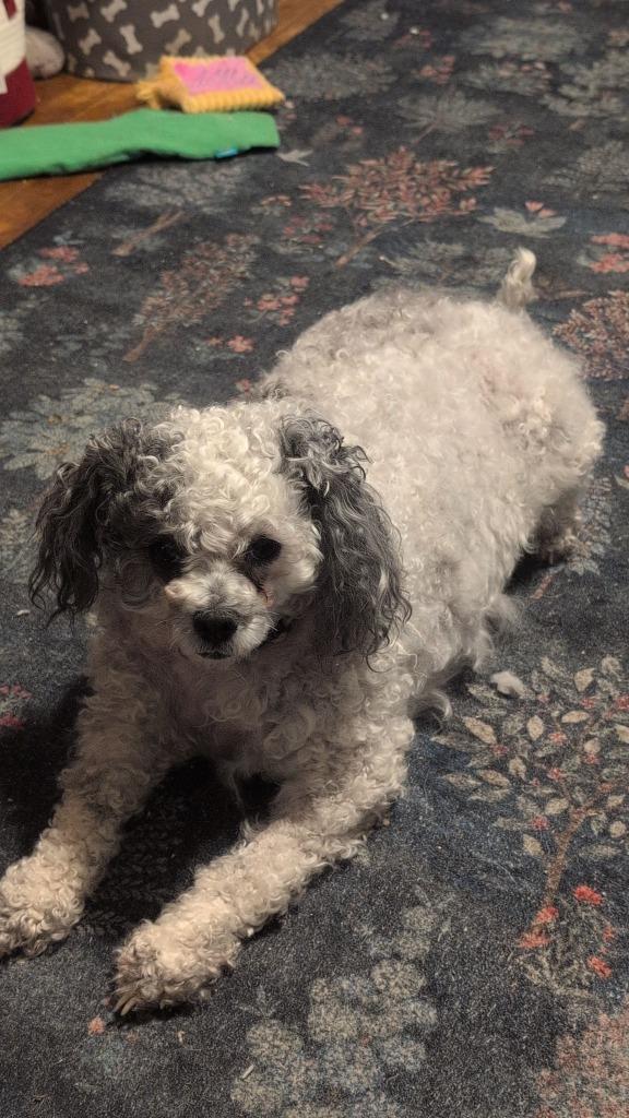 Pepper $400, a Adoptable Poodle in Milwaukee, WI image 1/2
