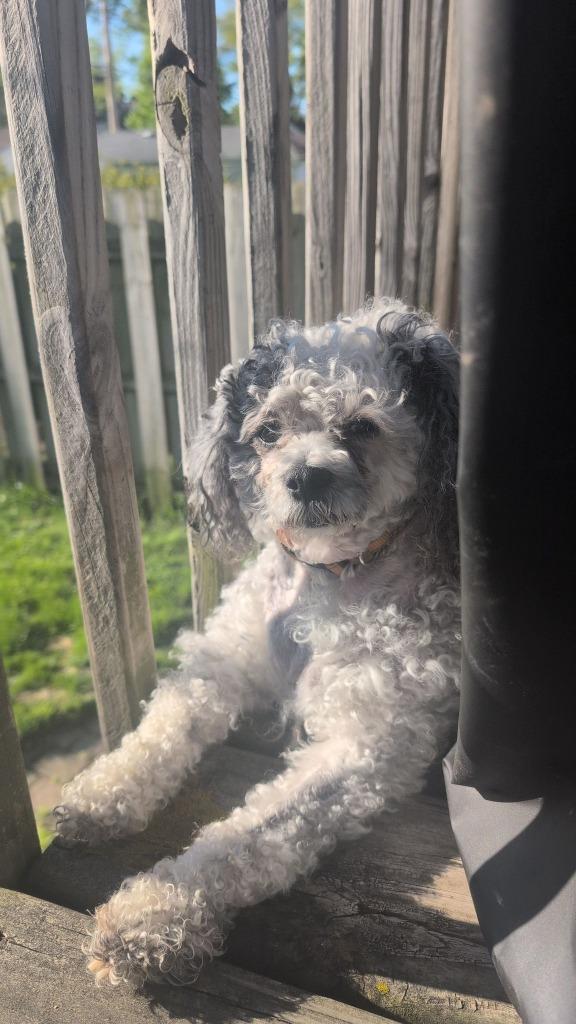 Pepper $400, a Adoptable Poodle in Milwaukee, WI image 2/2
