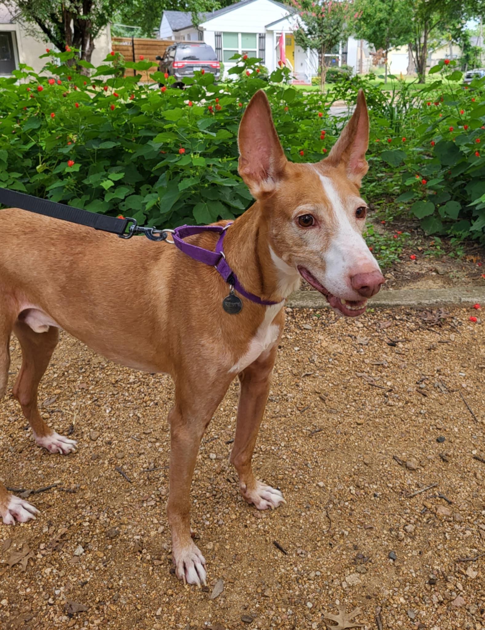 Remy Ibizan Hound Dog