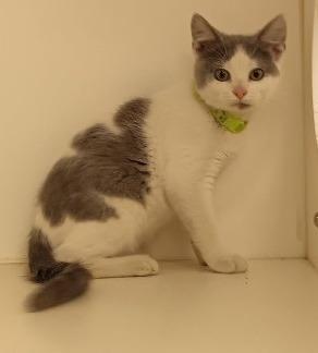 Dewey, Adoptable, Young Male Domestic Short Hair.