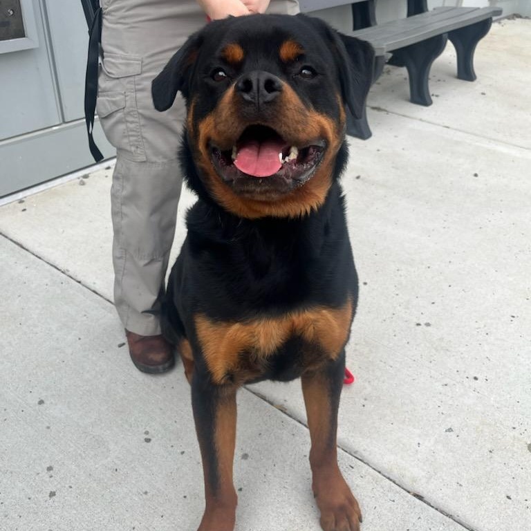 Enlarge Titan (ID 50902/1066), an adopted Rottweiler in Manassas, VA image 1/1