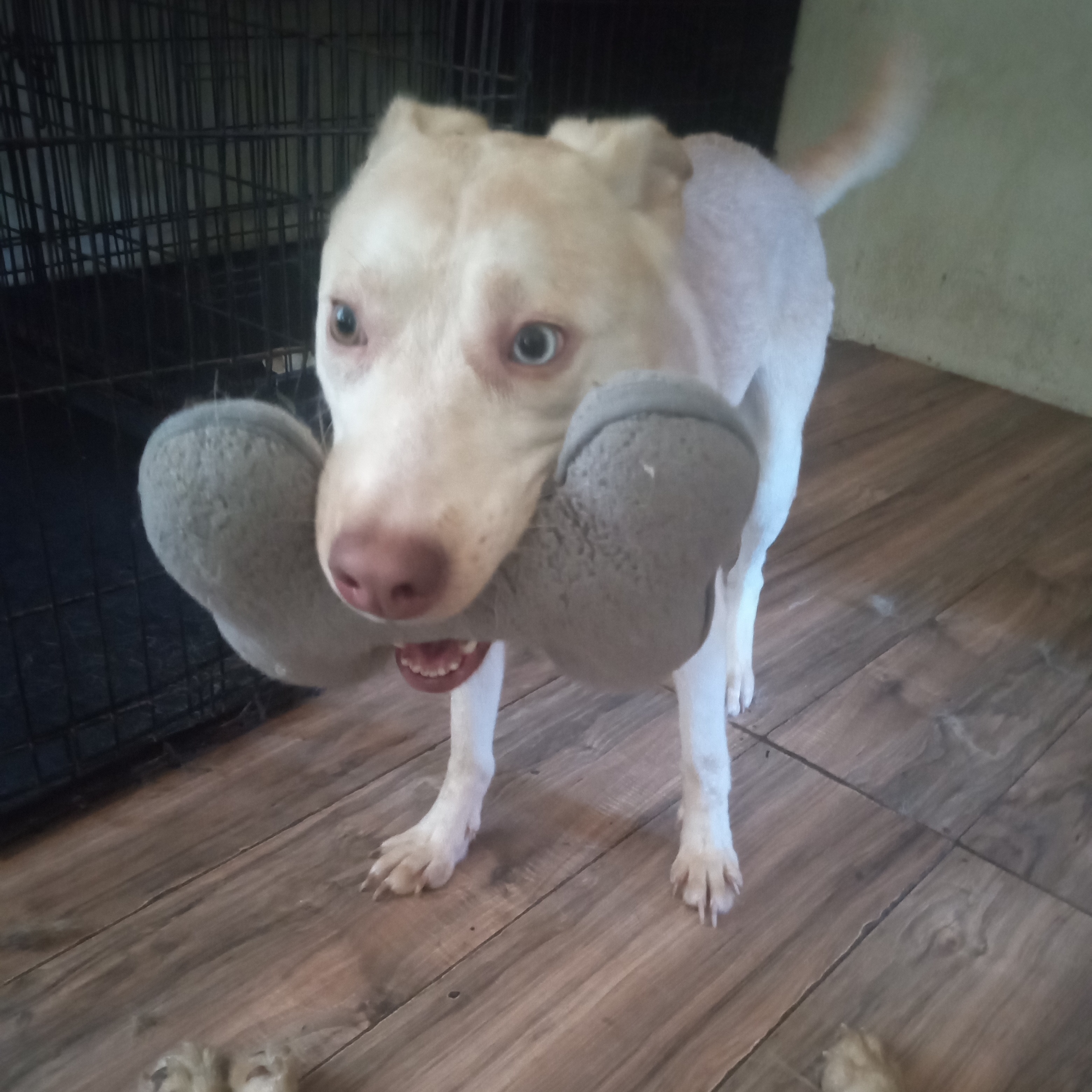 Bingo, a Adoptable mixed breed image 3/3