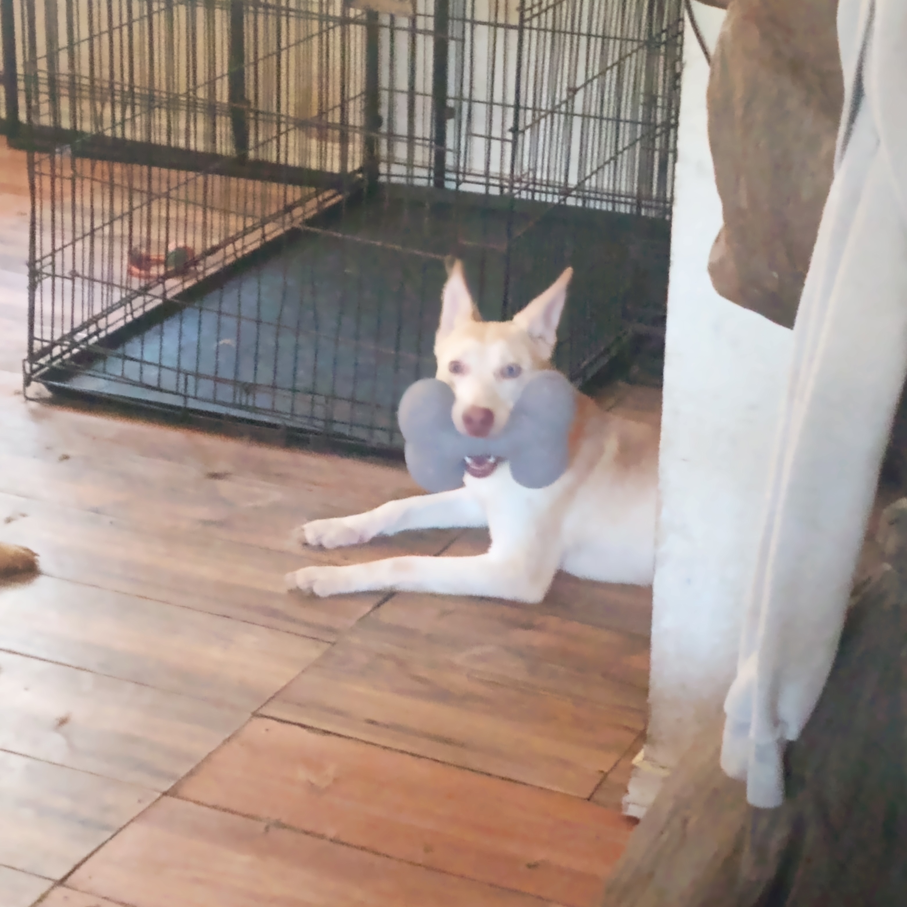 Bingo, a Adoptable mixed breed image 2/3