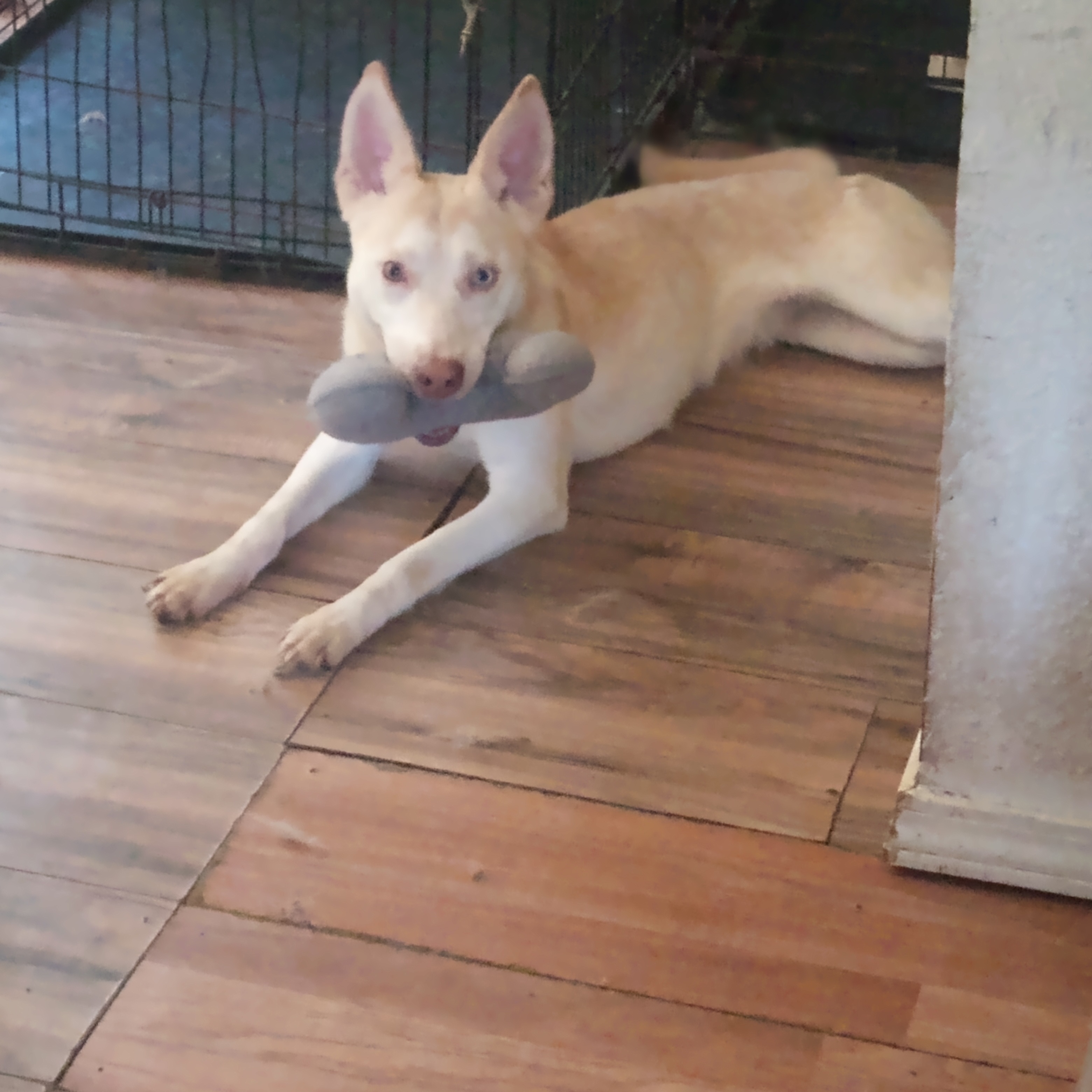 Bingo, a Adoptable mixed breed image 1/3