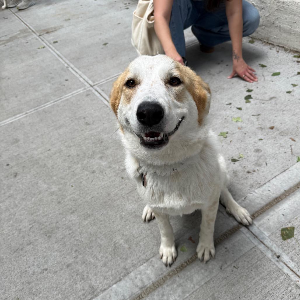 Breezy, a Adoptable Great Pyrenees in YONKERS, NY image 1/6