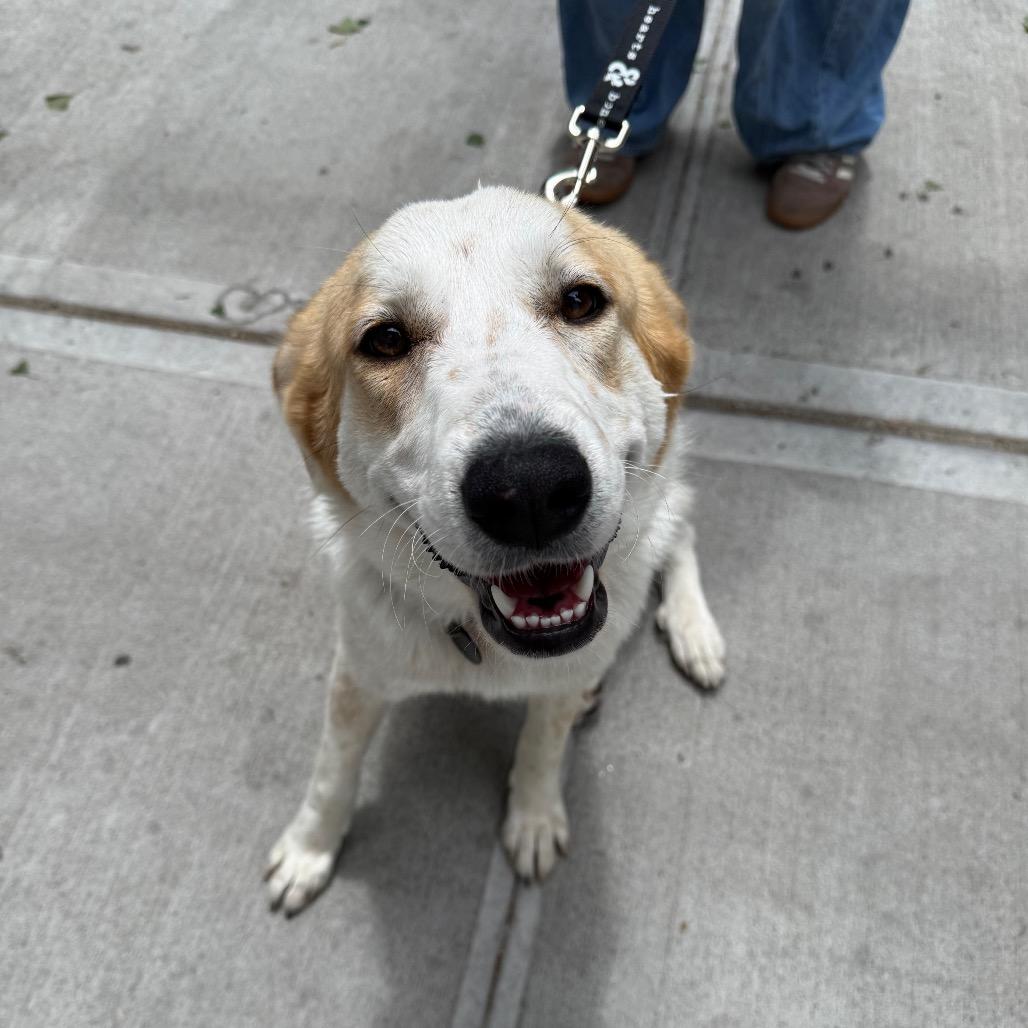Breezy, a Adoptable Great Pyrenees in YONKERS, NY image 2/6