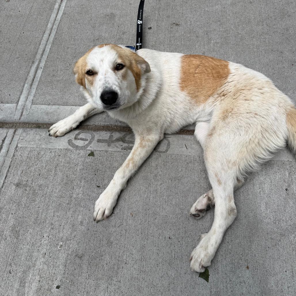 Breezy, a Adoptable Great Pyrenees in YONKERS, NY image 3/6
