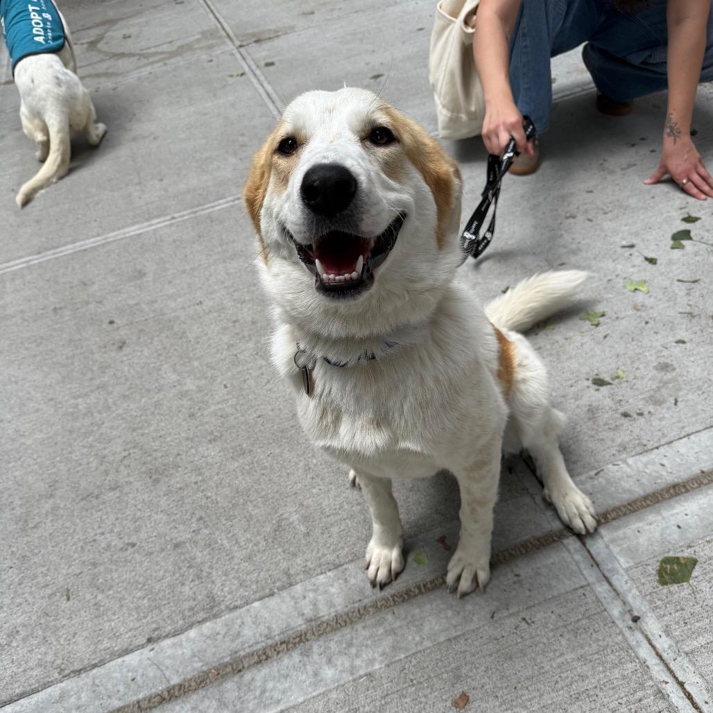Breezy, a Adoptable Great Pyrenees in YONKERS, NY image 4/6