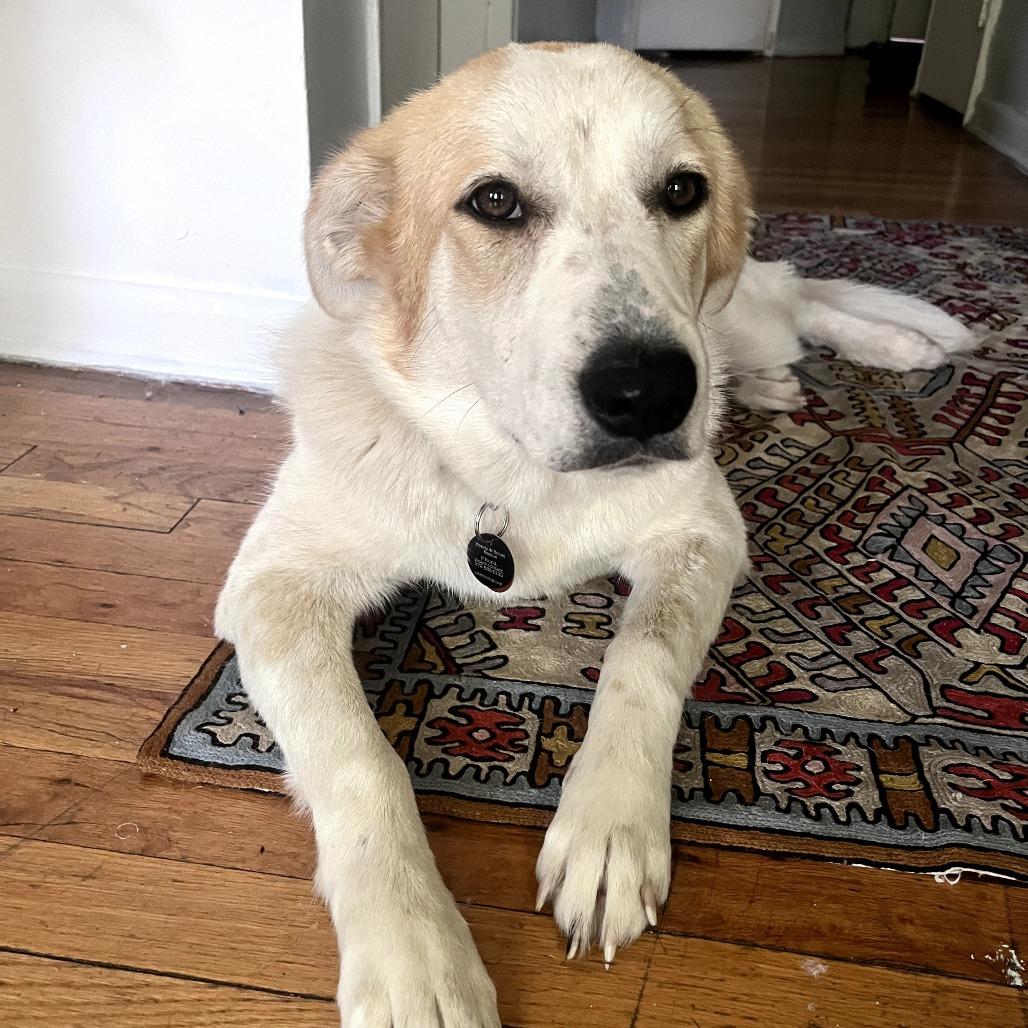 Breezy, a Adoptable Great Pyrenees in YONKERS, NY image 5/6