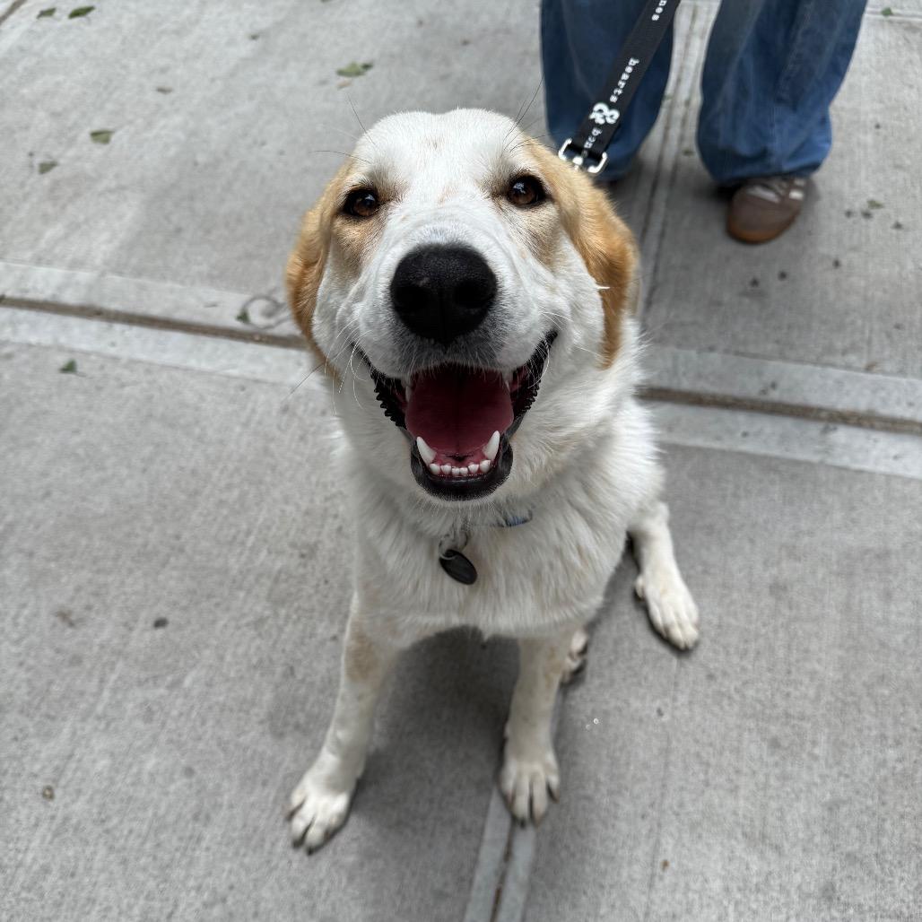 Breezy, a Adoptable Great Pyrenees in YONKERS, NY image 6/6