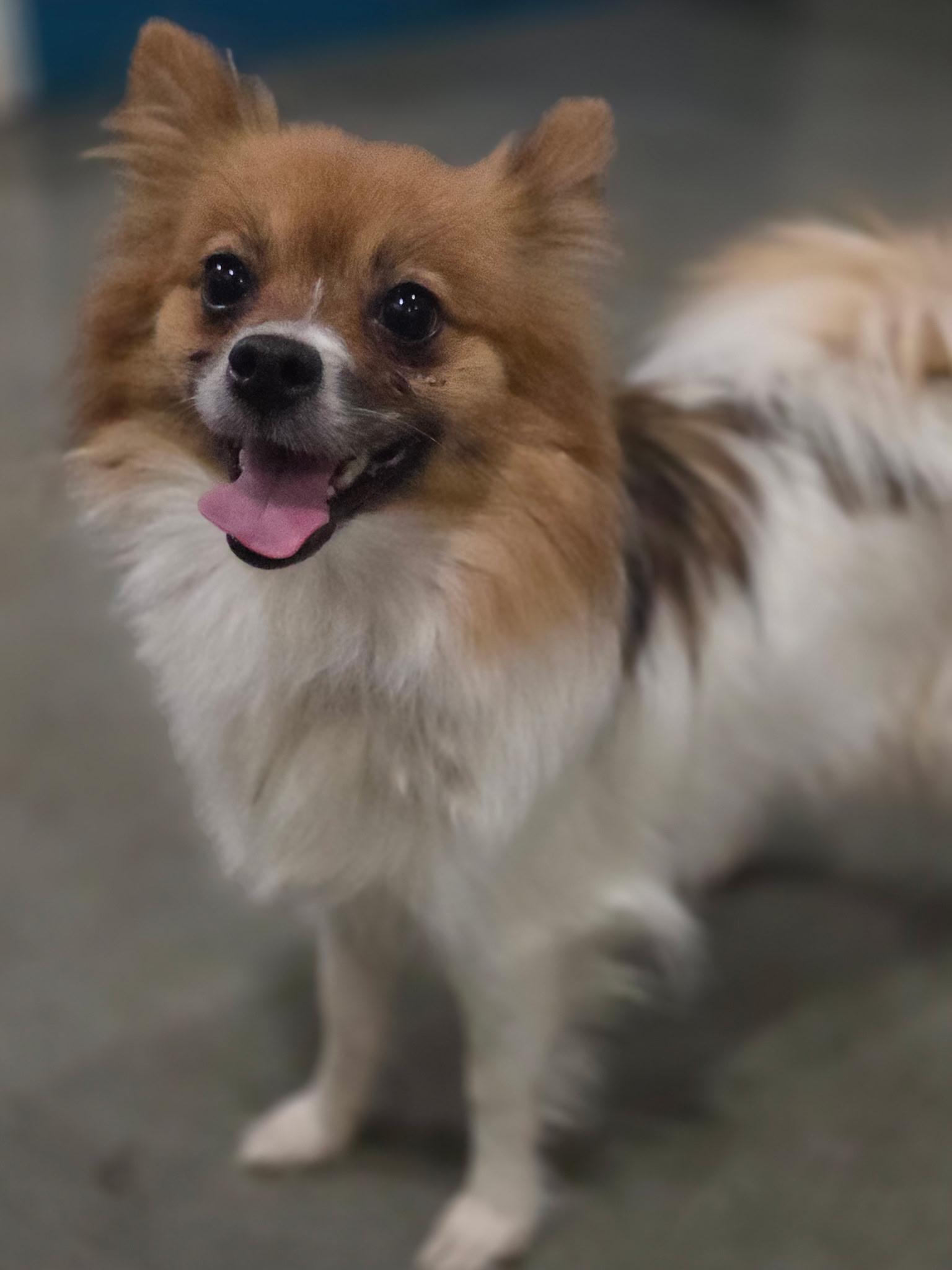 Enlarge Little Chloe, an adoptable Pomeranian in Port Angeles, WA image 1/1