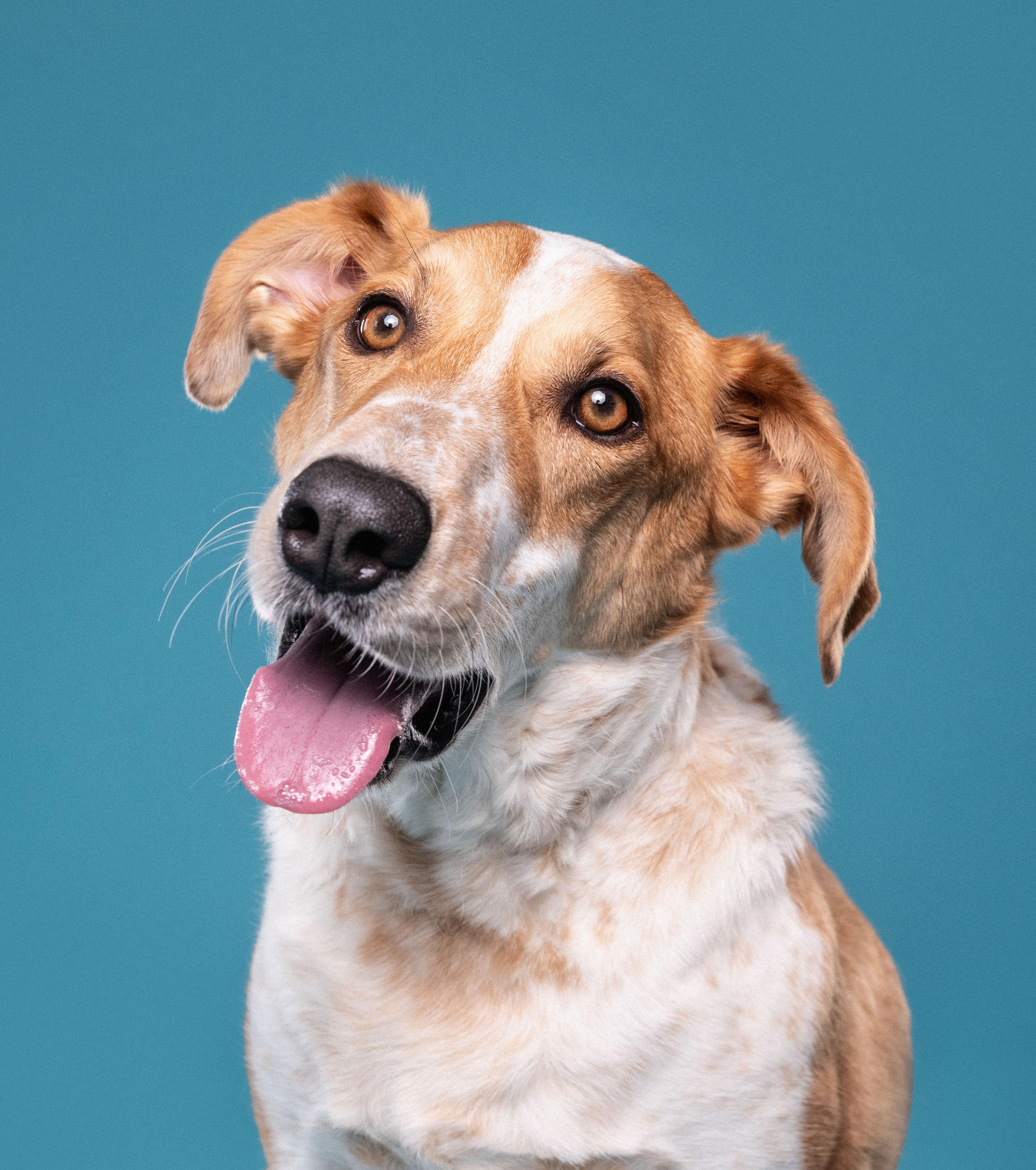 Enlarge Dexter, a ADOPTABLE mixed breed in Mississauga, ON image 3/5