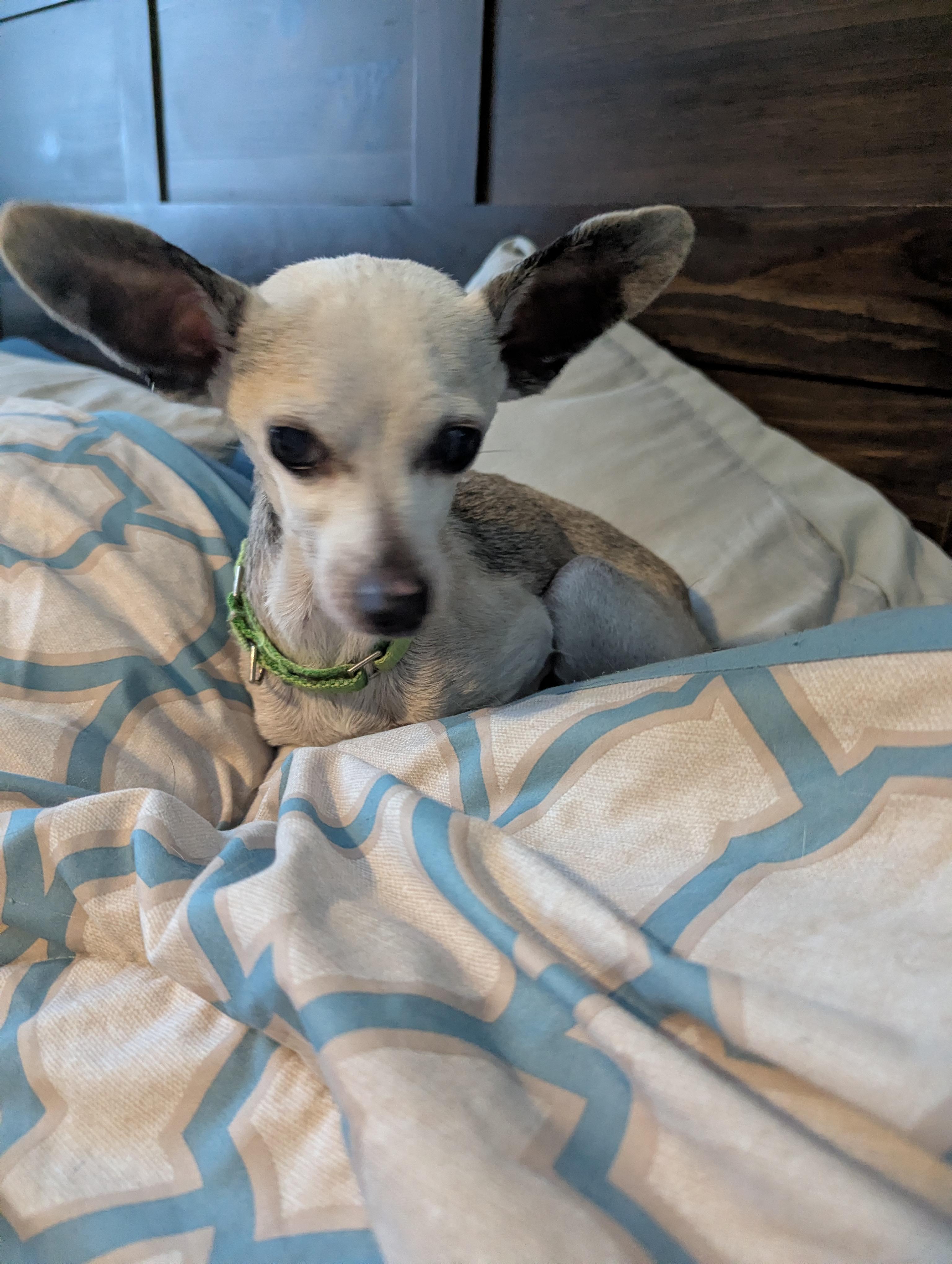 Enlarge Beatrix, an adopted Chihuahua in Owen Sound, ON image 5/5