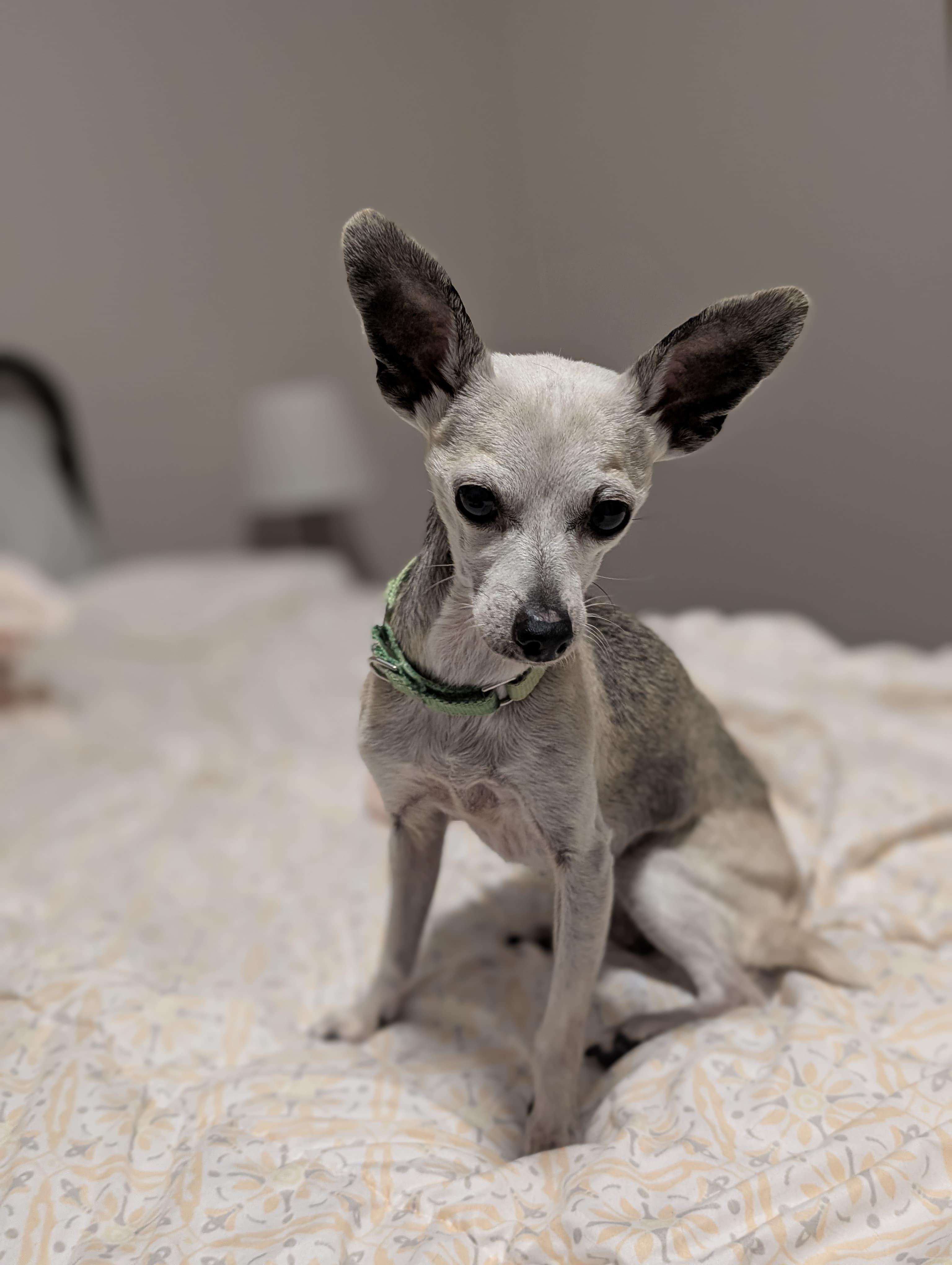 Enlarge Beatrix, an adopted Chihuahua in Owen Sound, ON image 3/5
