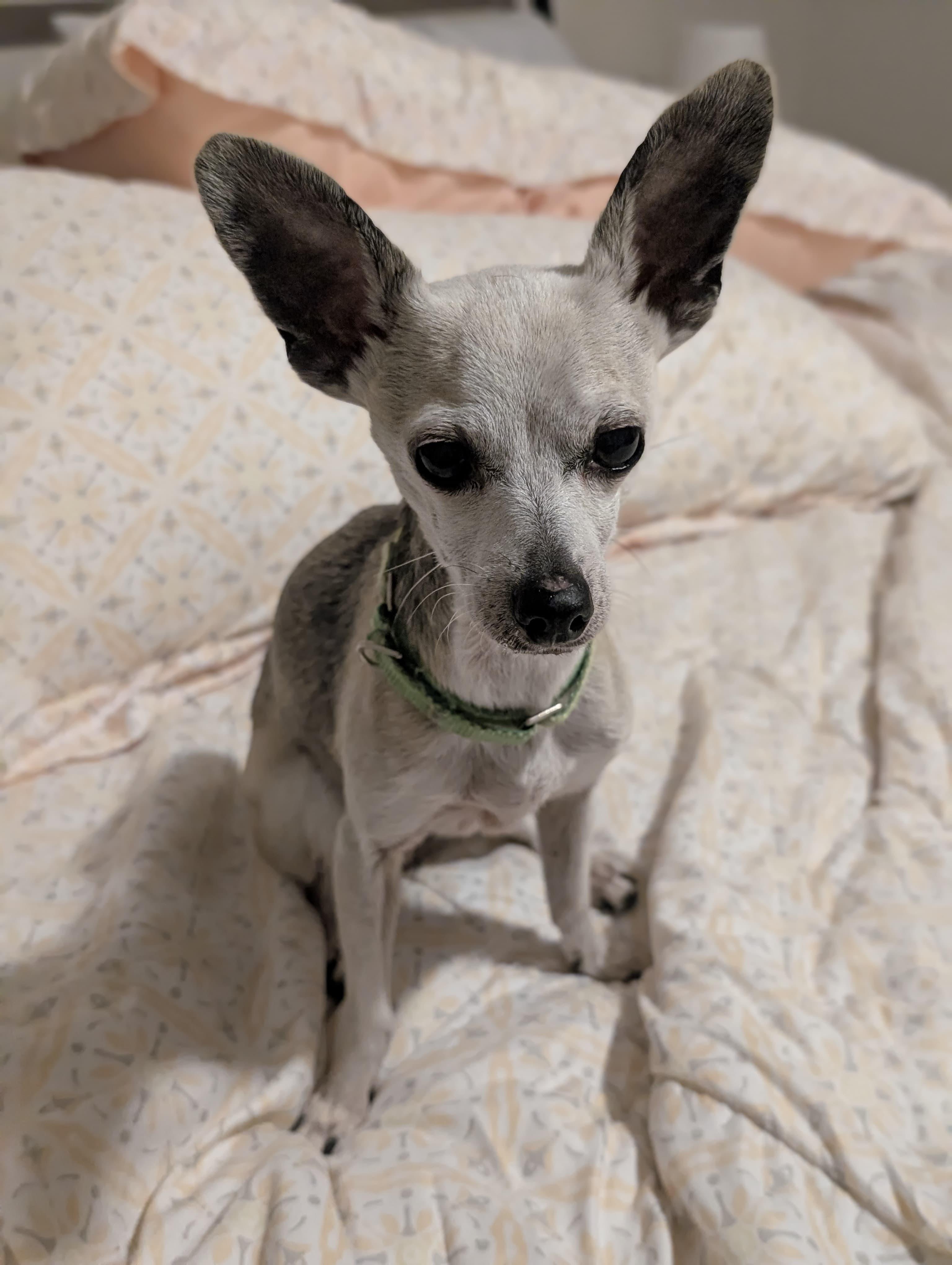 Beatrix, adopted, Senior Female Chihuahua.