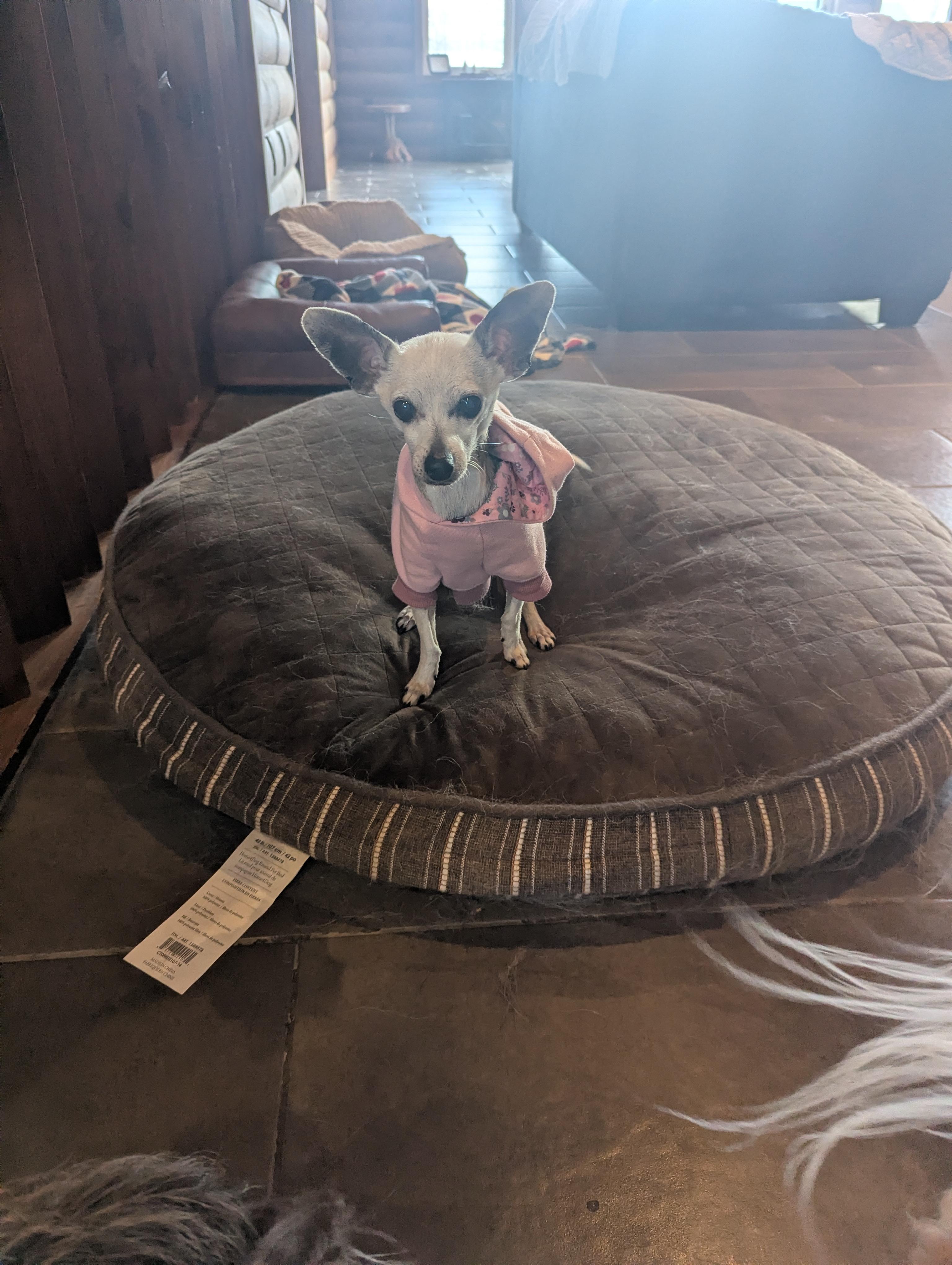 Enlarge Beatrix, an adopted Chihuahua in Owen Sound, ON image 2/5