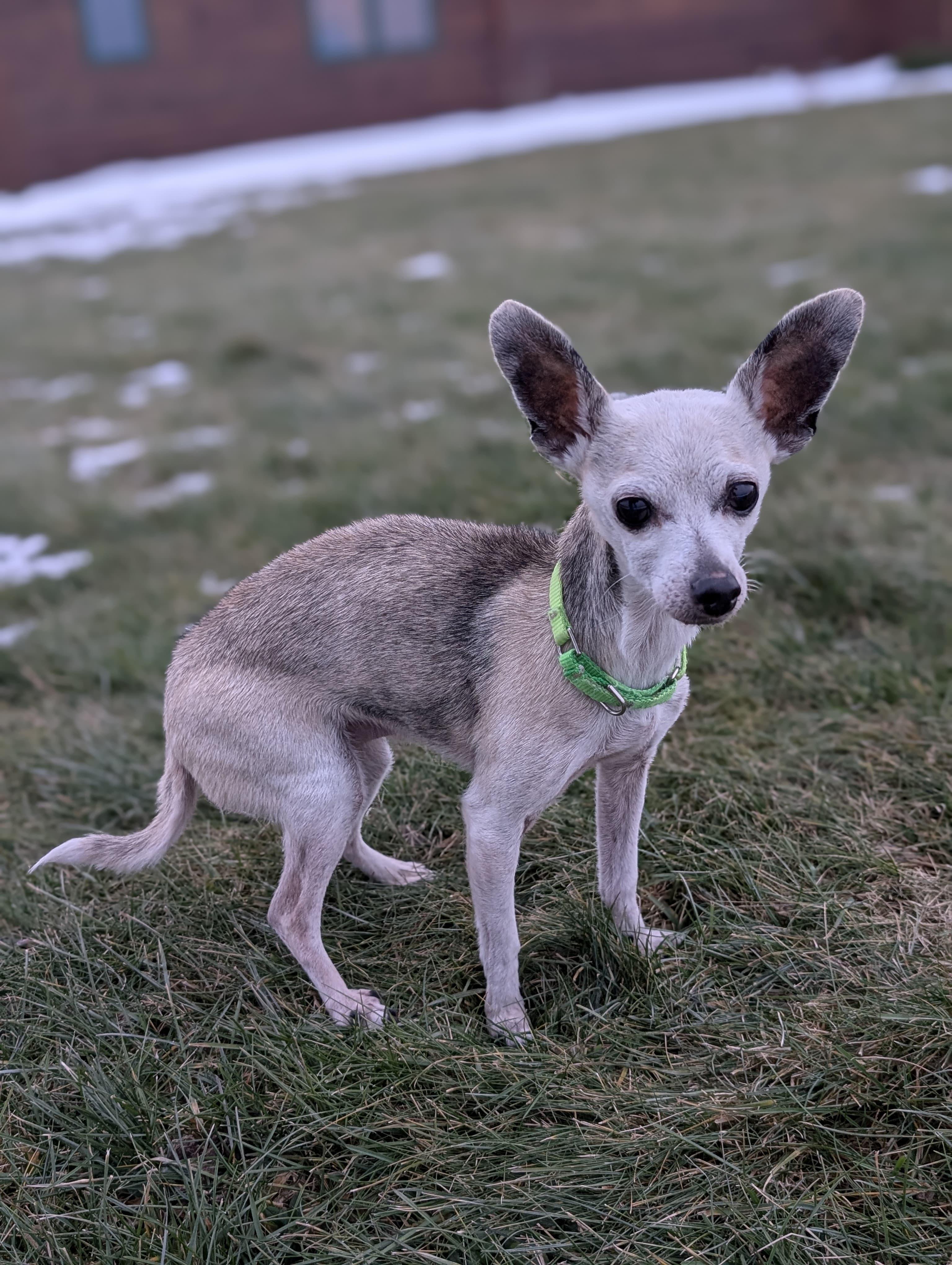 Enlarge Beatrix, an adopted Chihuahua in Owen Sound, ON image 4/5