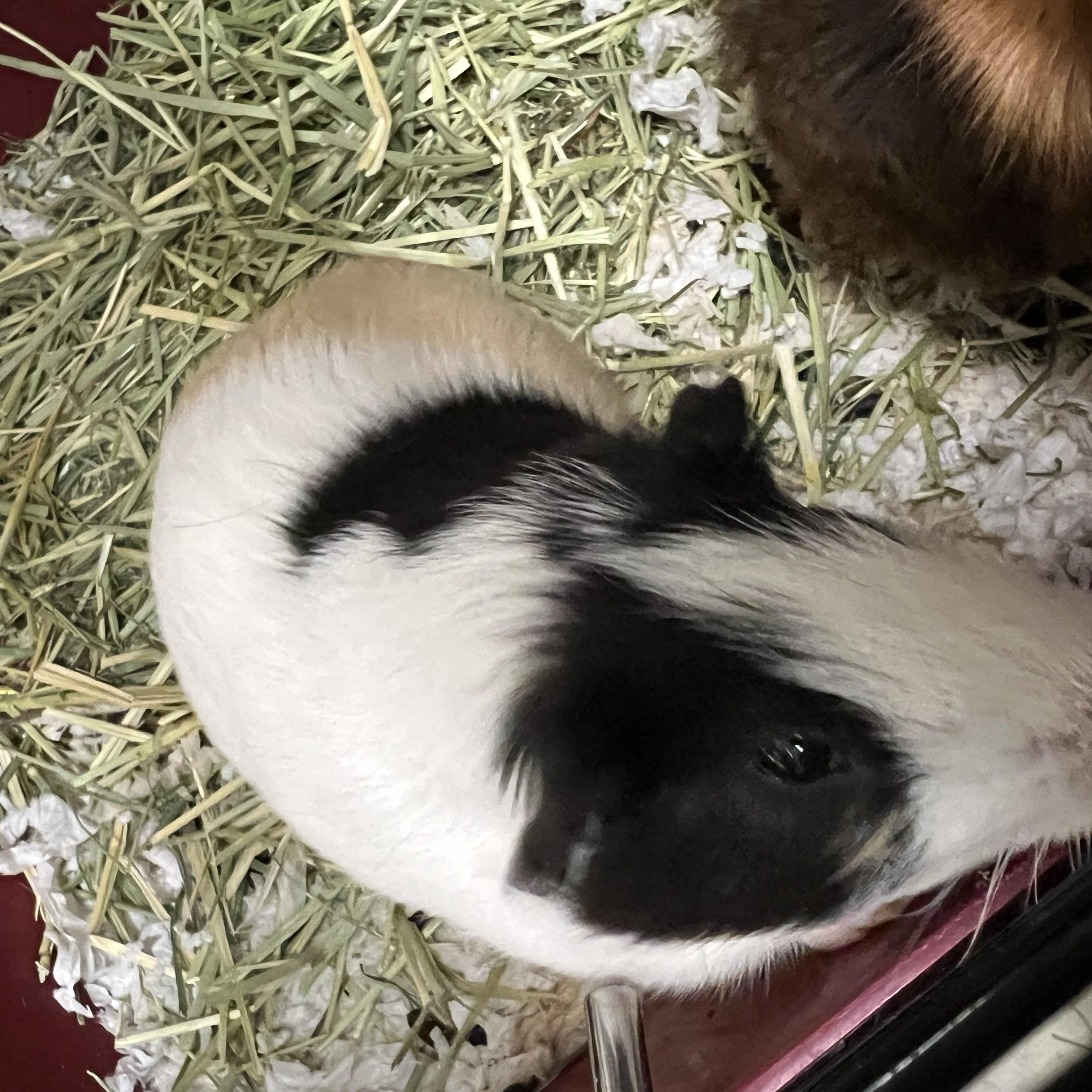 Fluffy and Oreo, a Adoptable Short-Haired in Hillsborough, NJ image 2/5