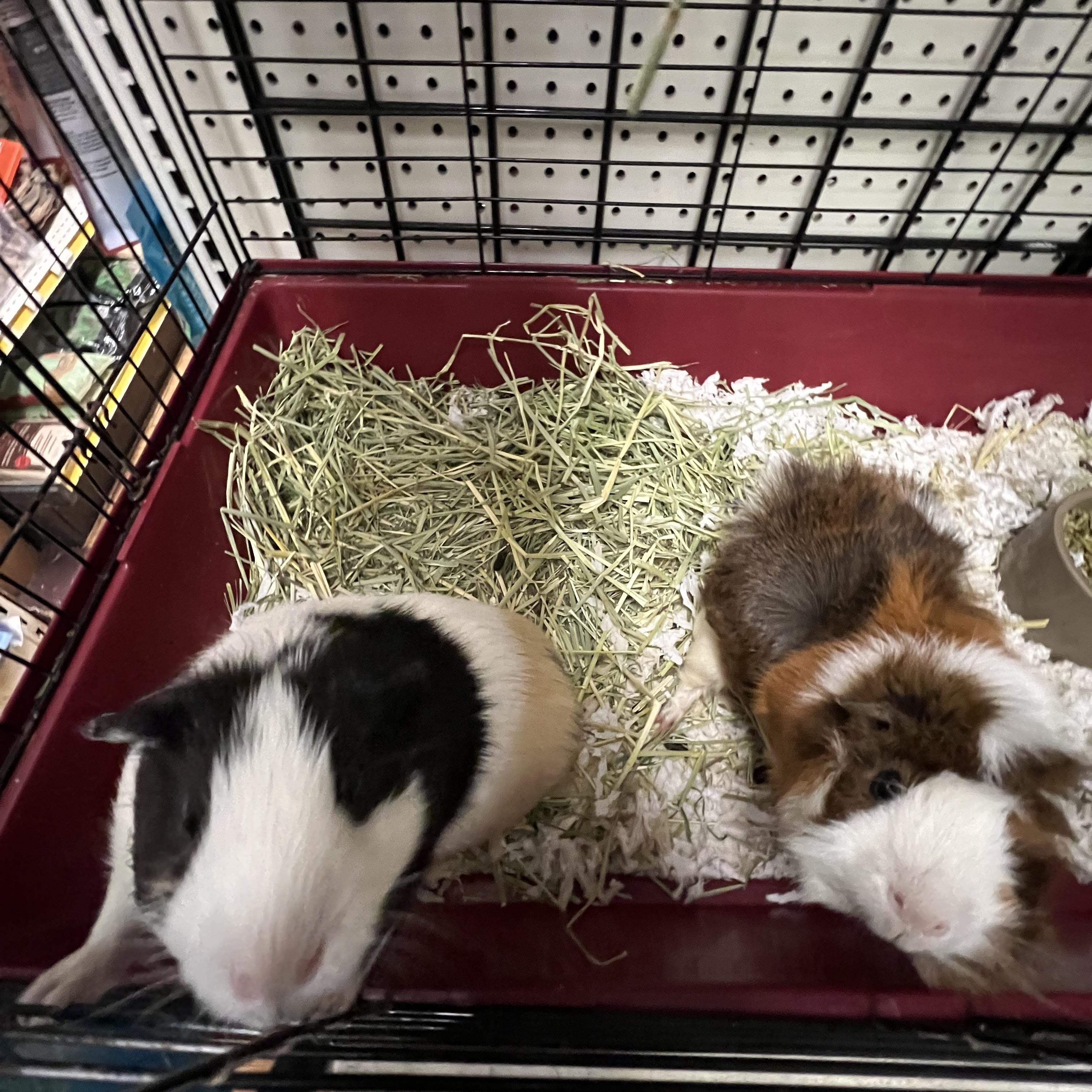 Fluffy and Oreo, a Adoptable Short-Haired in Hillsborough, NJ image 3/5
