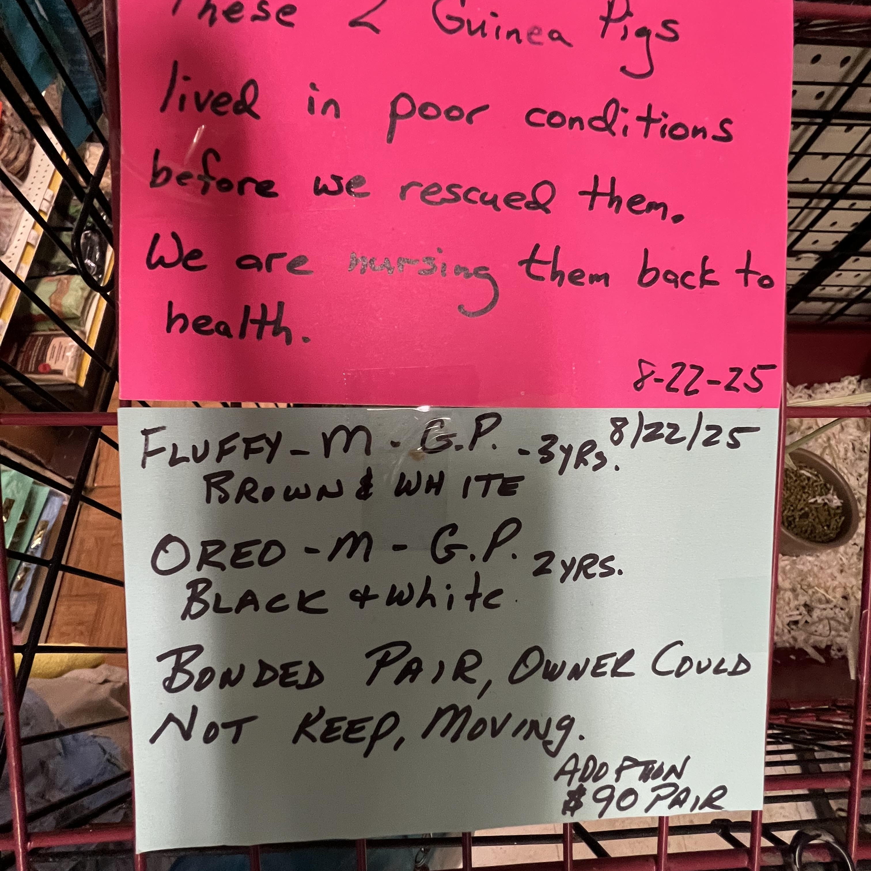 Fluffy and Oreo, a Adoptable Short-Haired in Hillsborough, NJ image 4/5