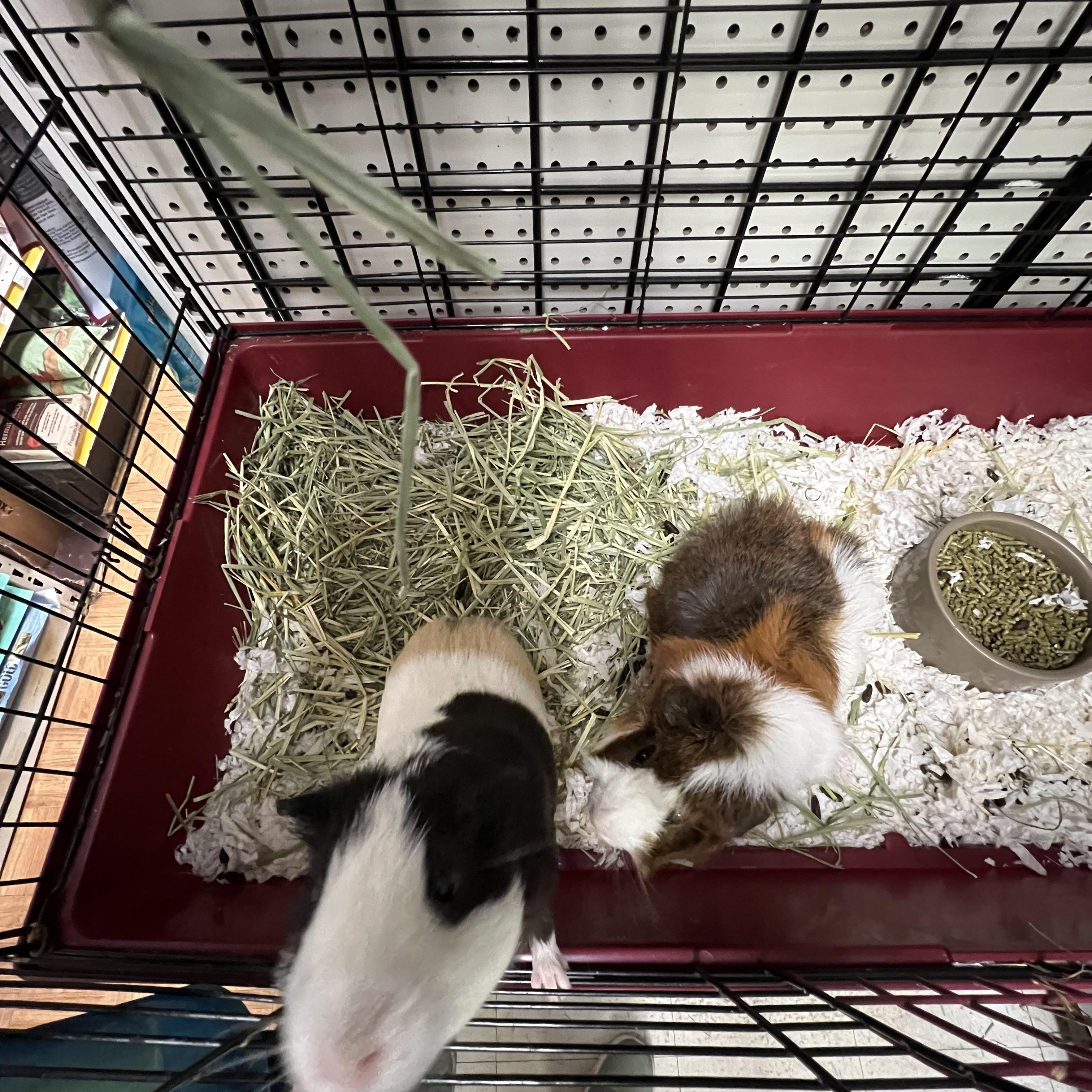 Fluffy and Oreo, a Adoptable Short-Haired in Hillsborough, NJ image 5/5