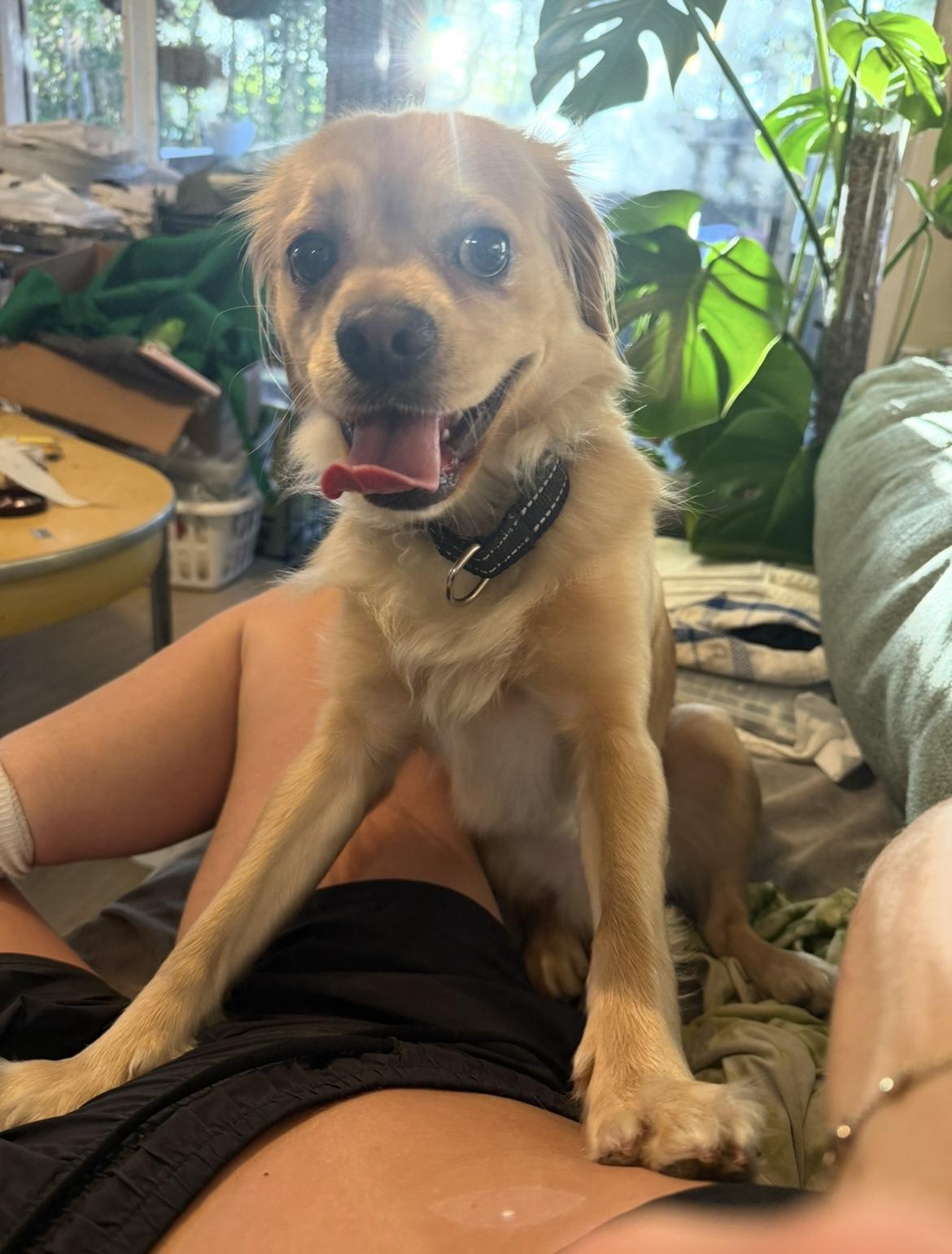 Enlarge Myles, a Adoptable mixed breed in Murrieta, CA image 2/4