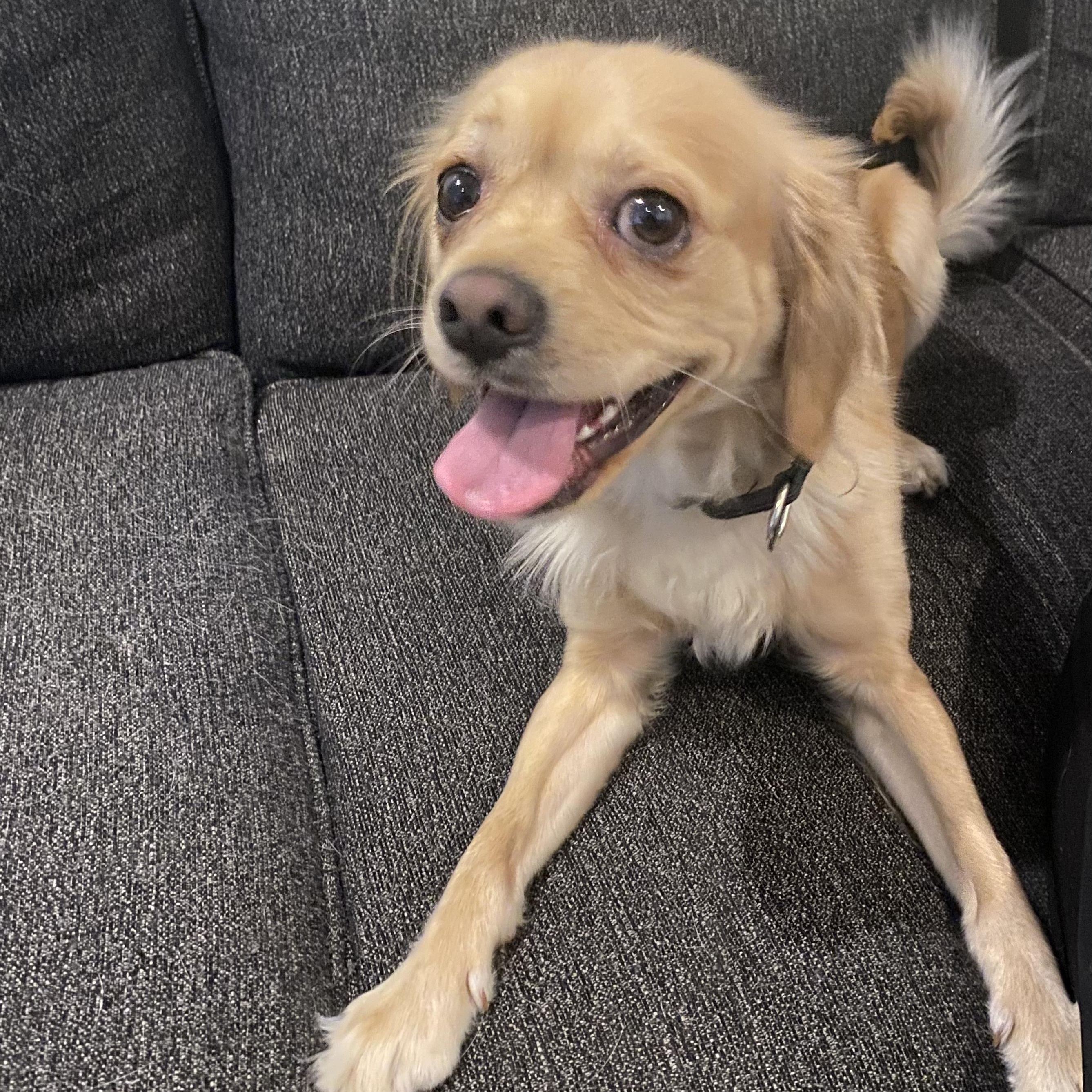 Myles, Adoptable, Young Male Cocker Spaniel.